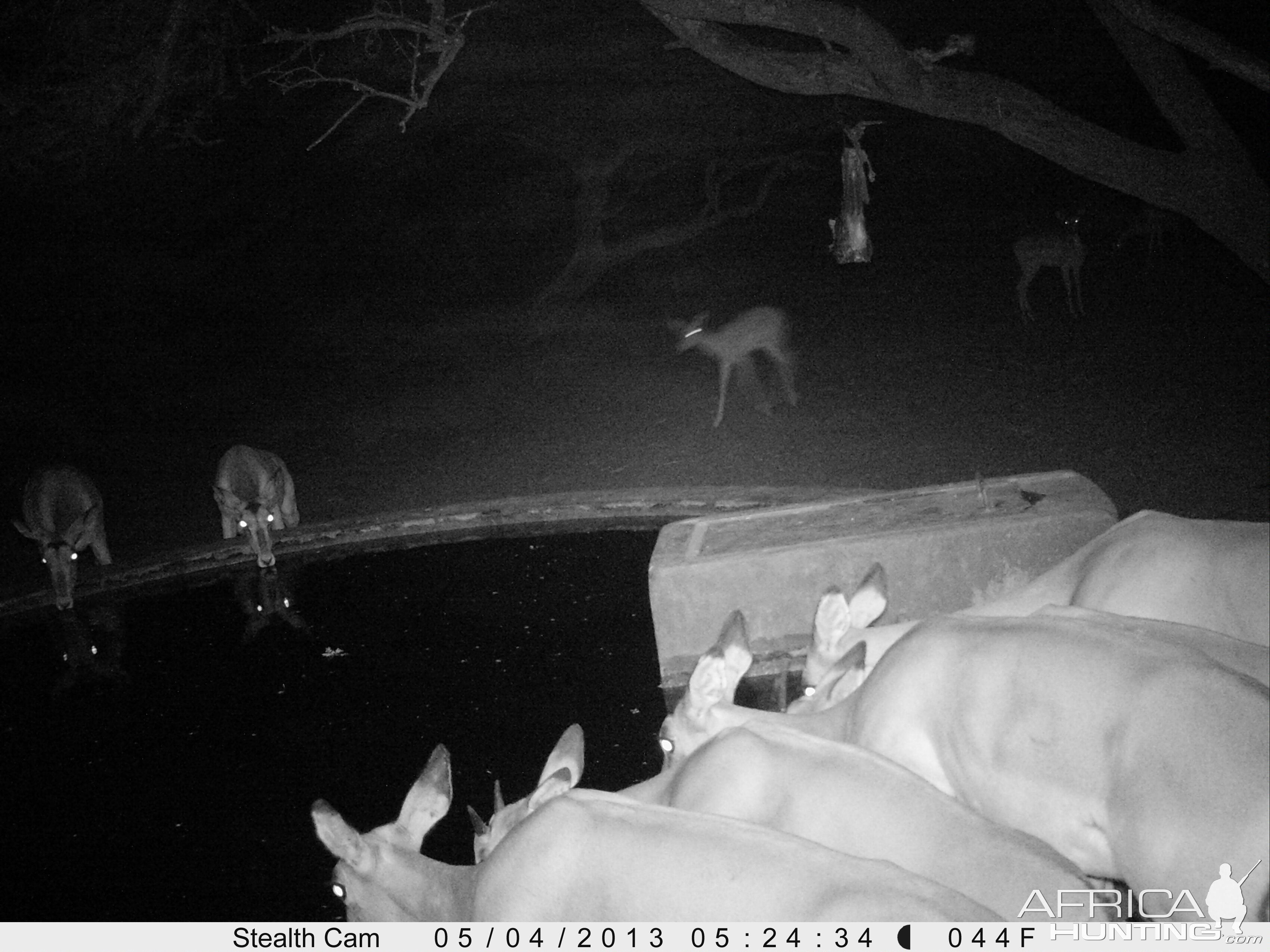 Impala Trail Camera