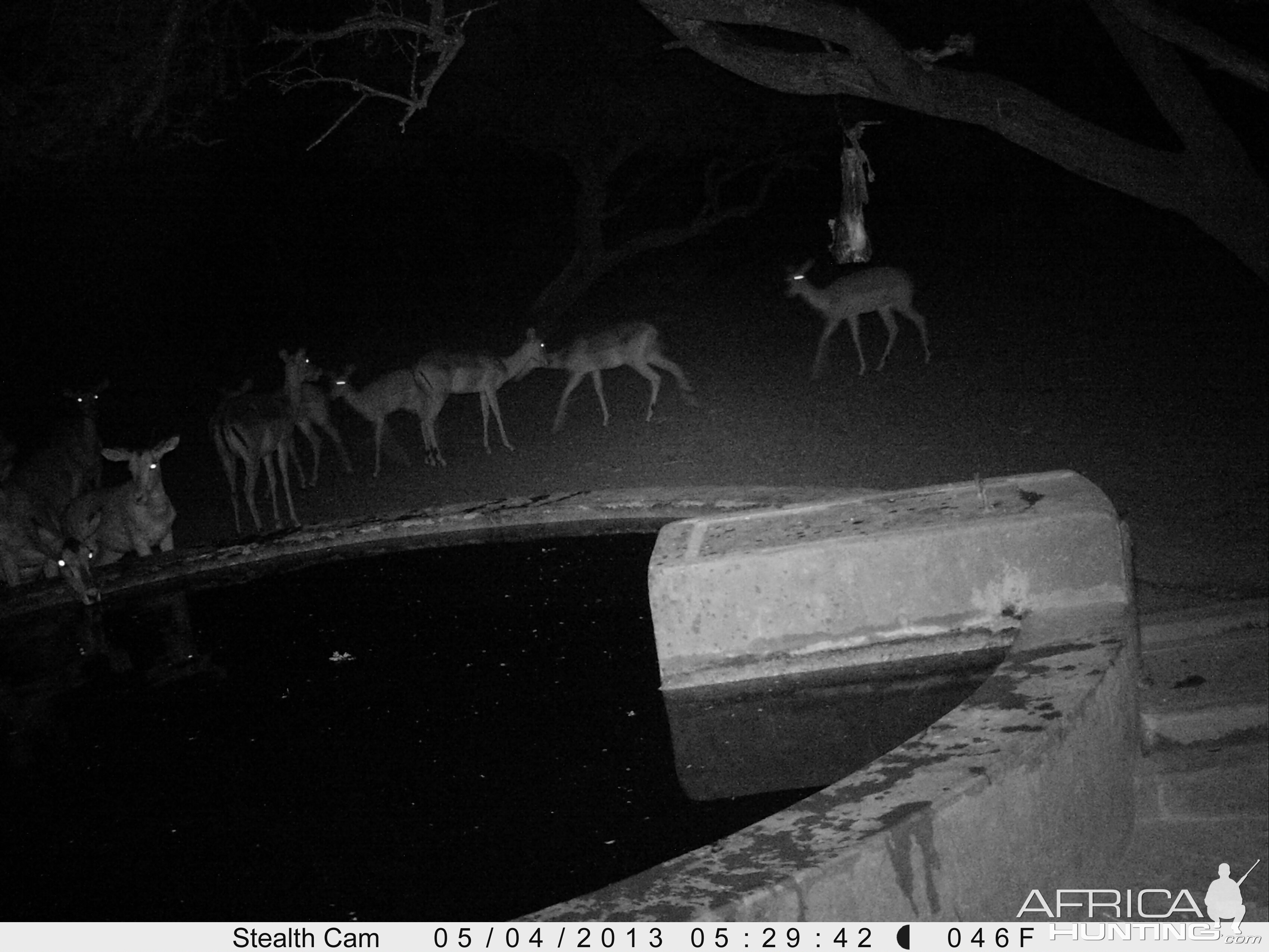 Impala Trail Camera