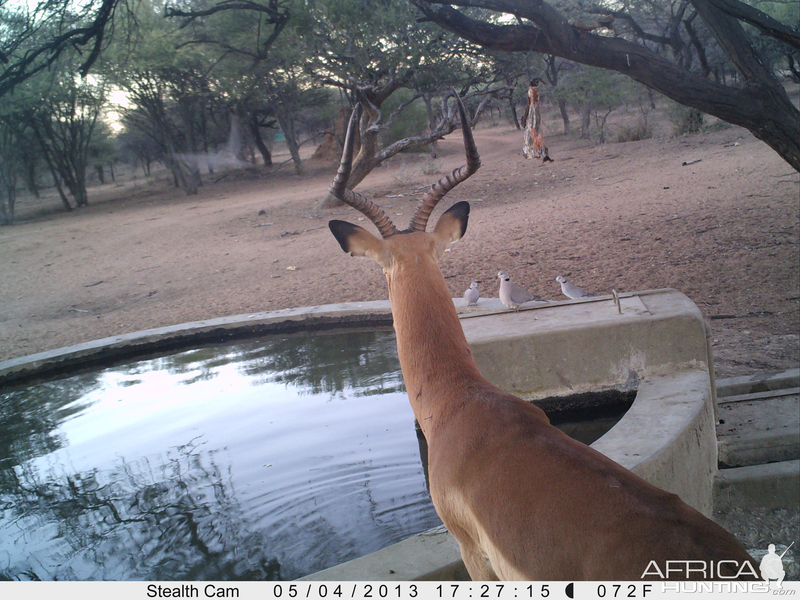 Impala Trail Camera