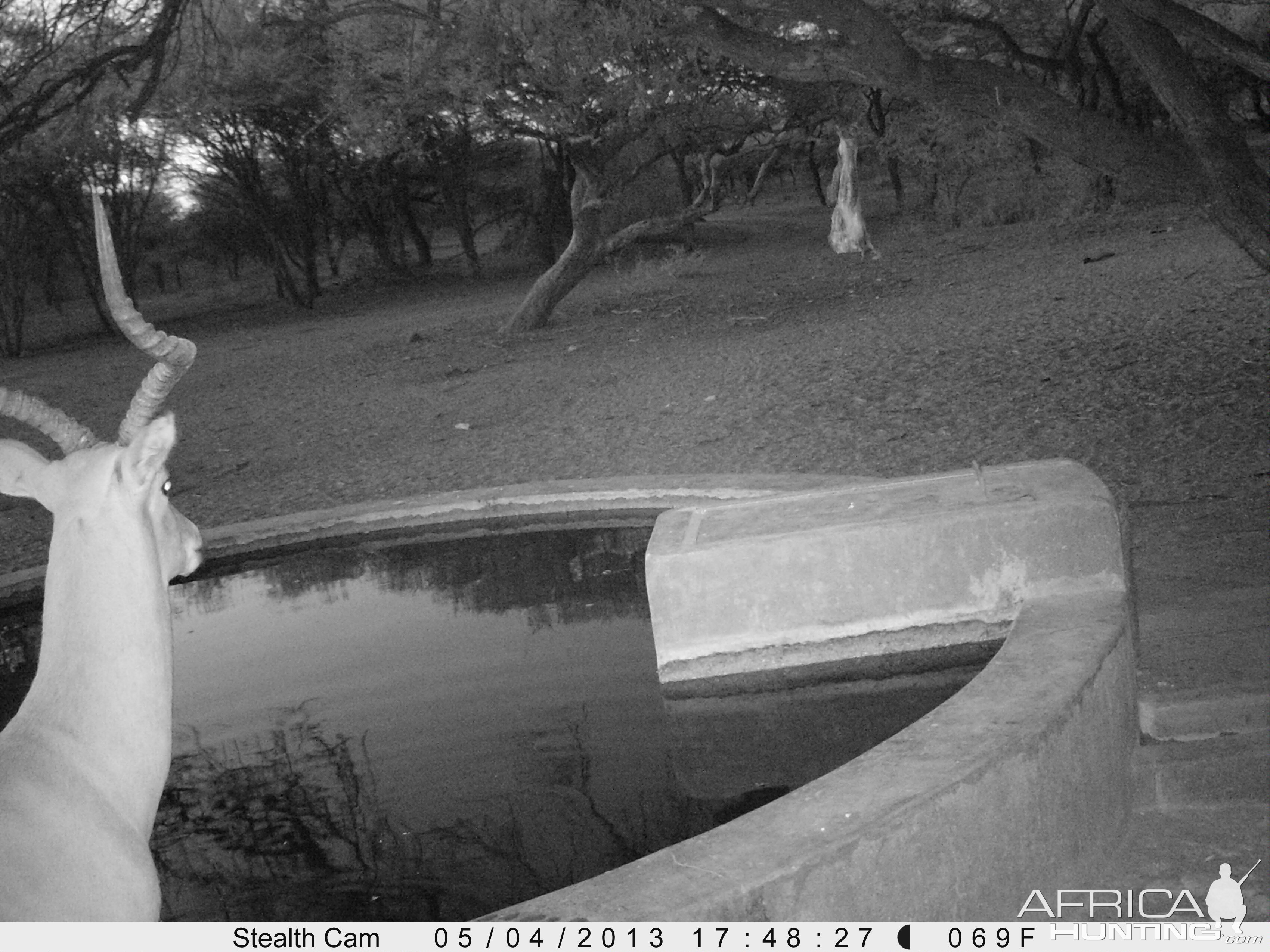 Impala Trail Camera