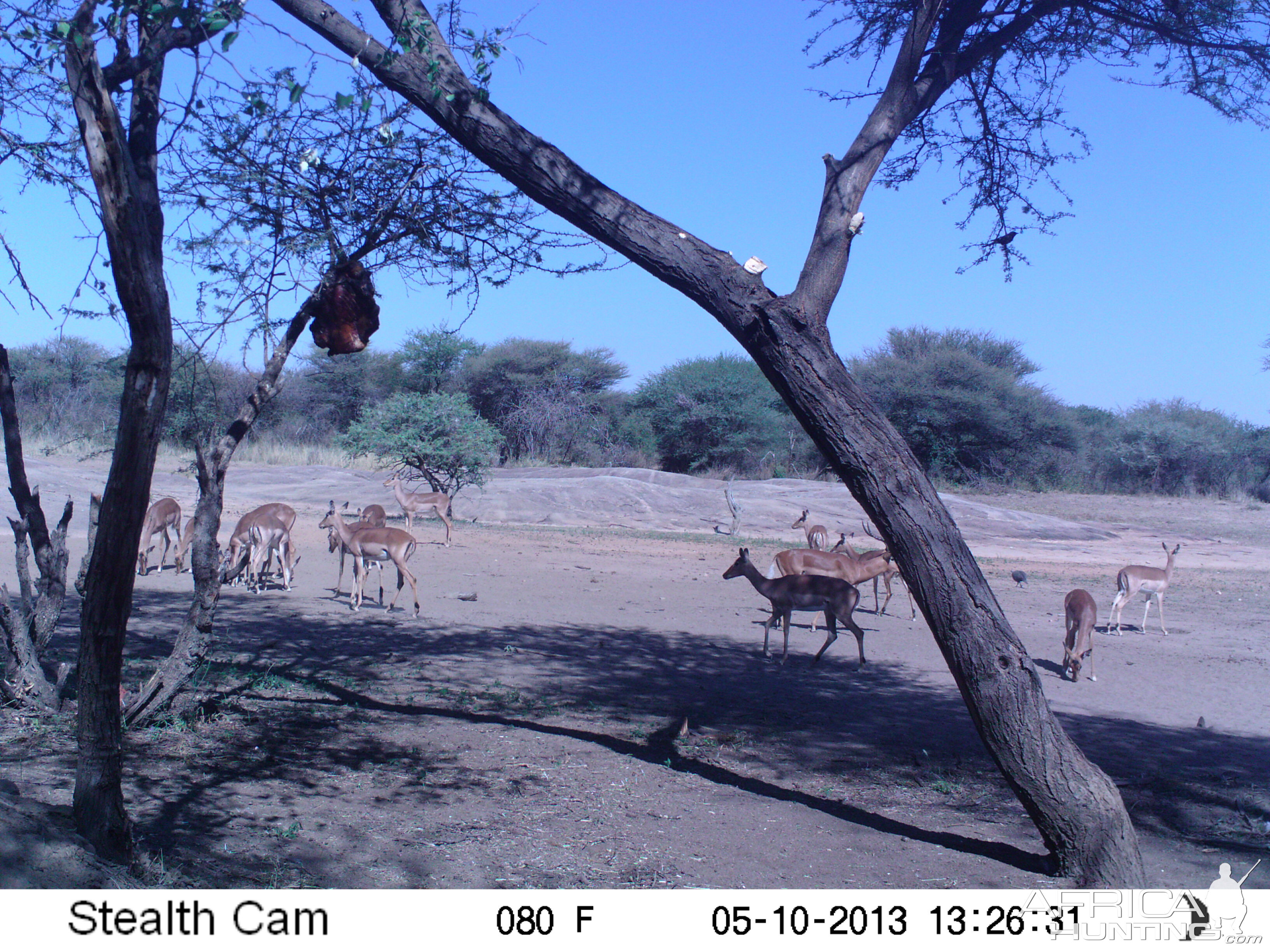 Impala Trail Camera