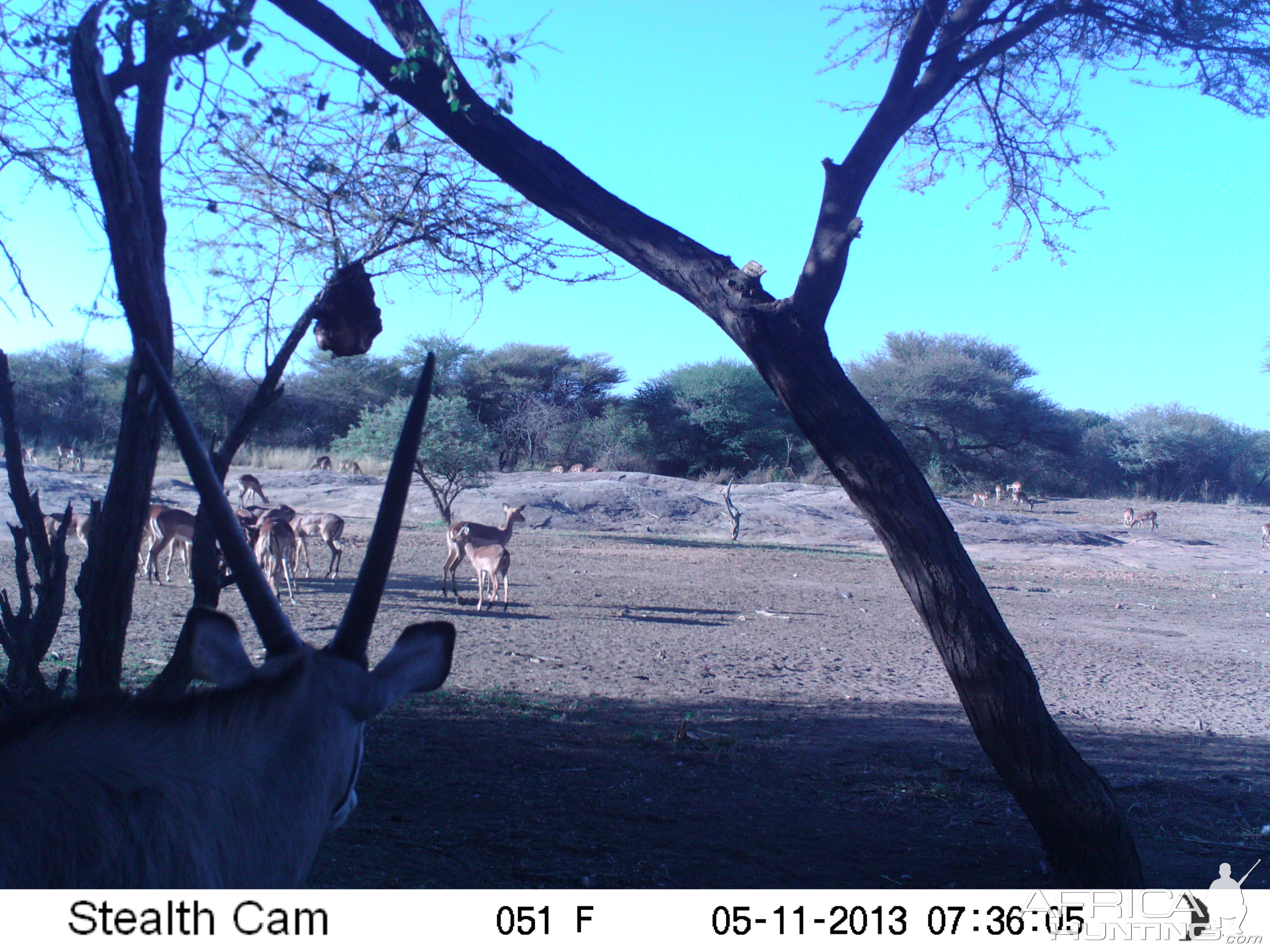 Impala Trail Camera