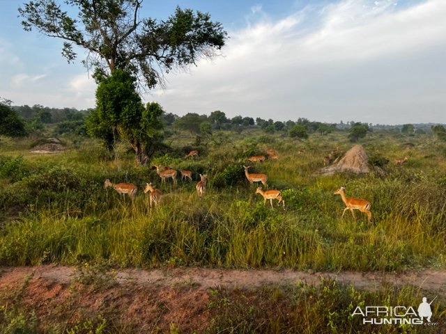 Impala Uganda