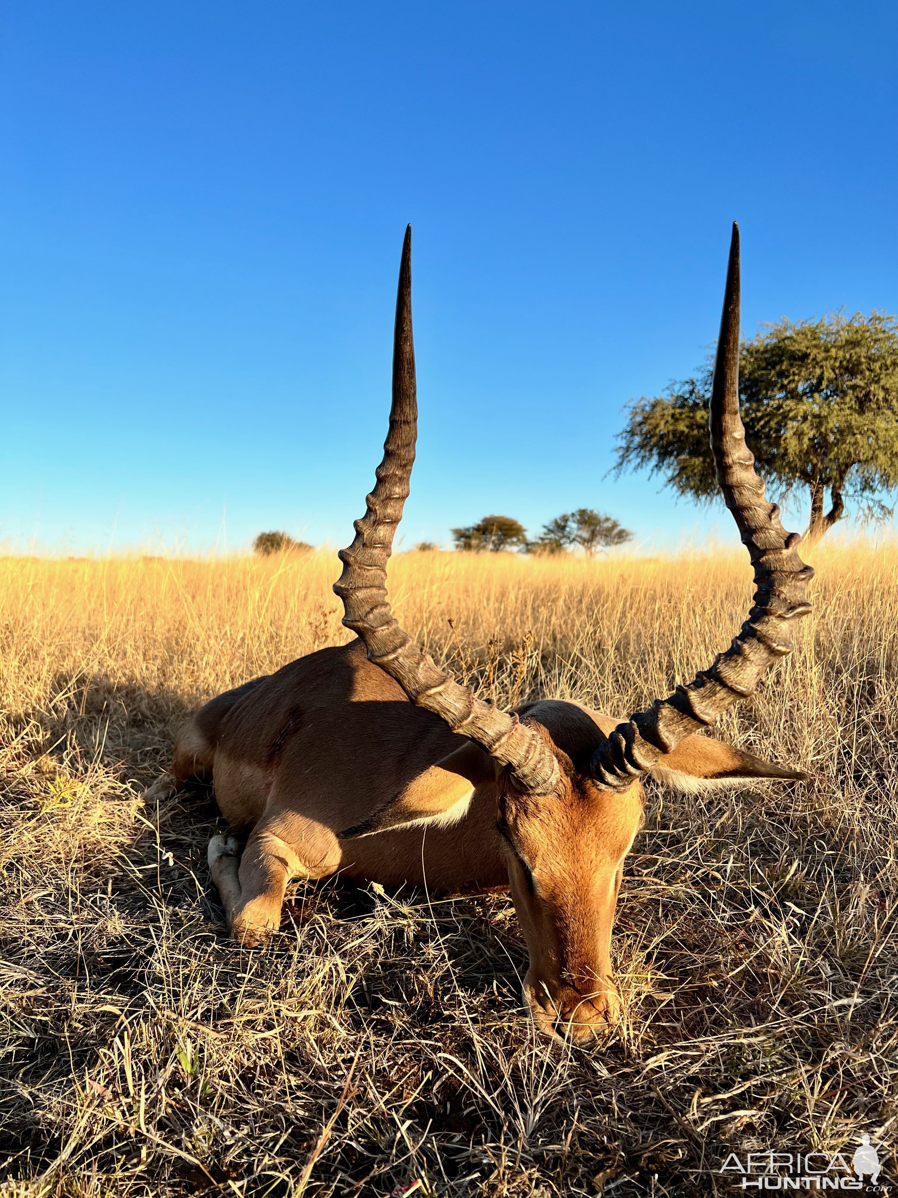 Impala with Zana Botes Safari