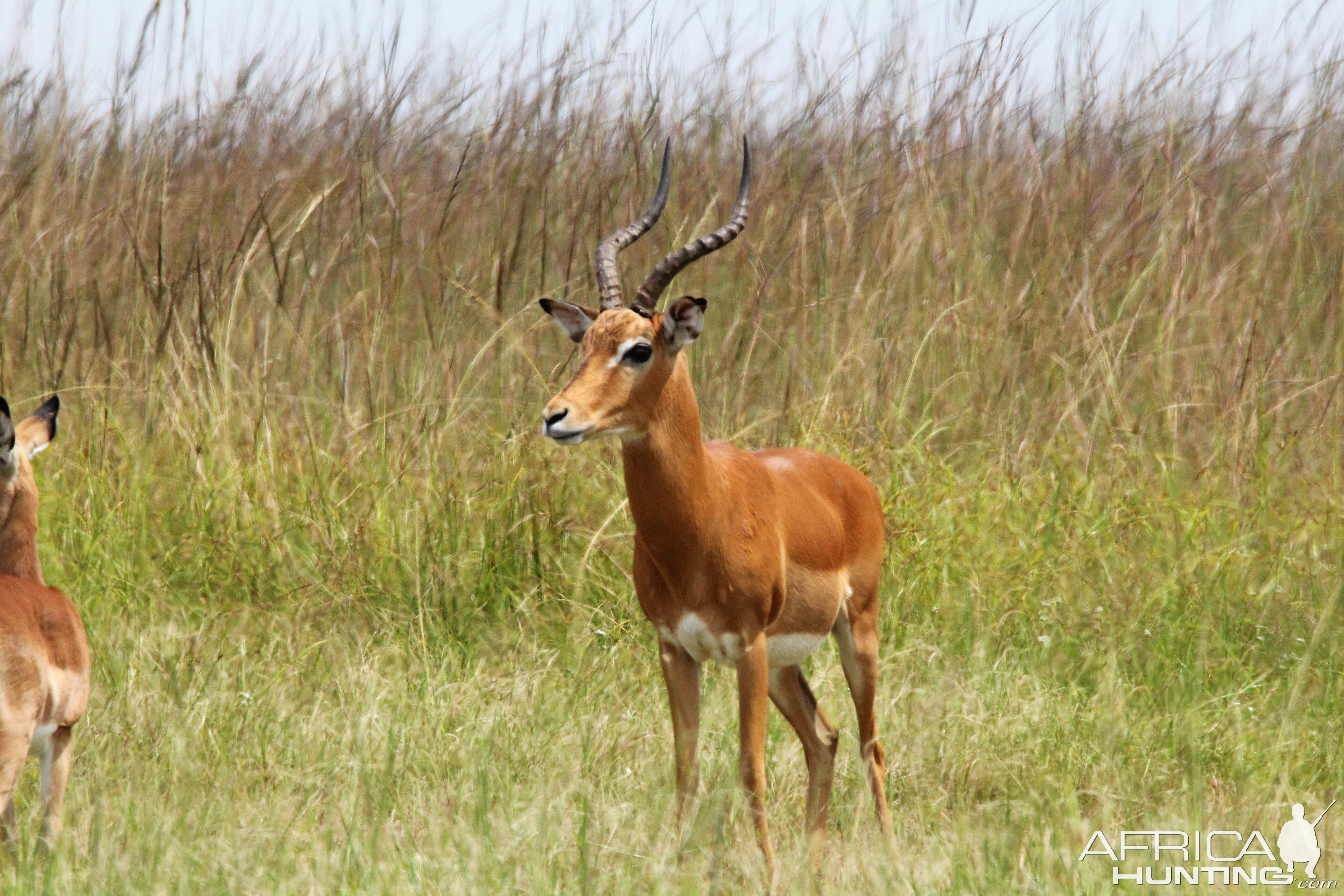 Impala Zambia Wildlife