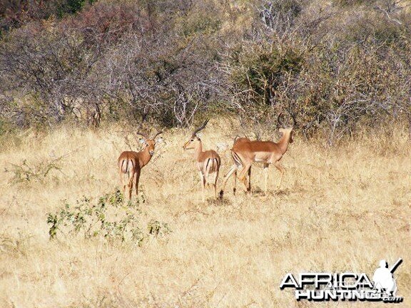 Impala