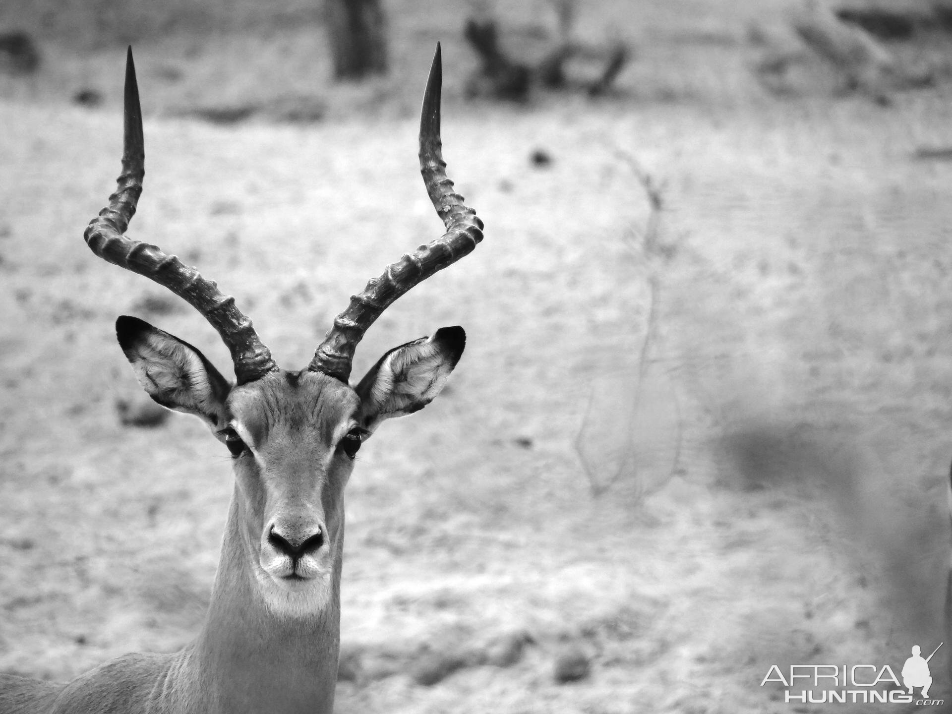 Impala