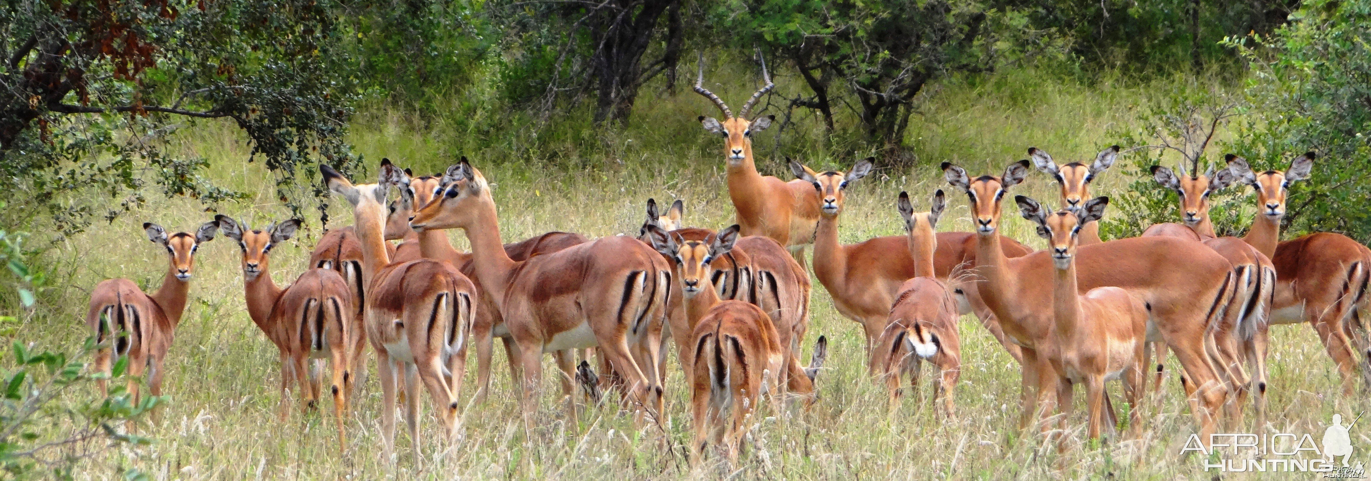 Impala