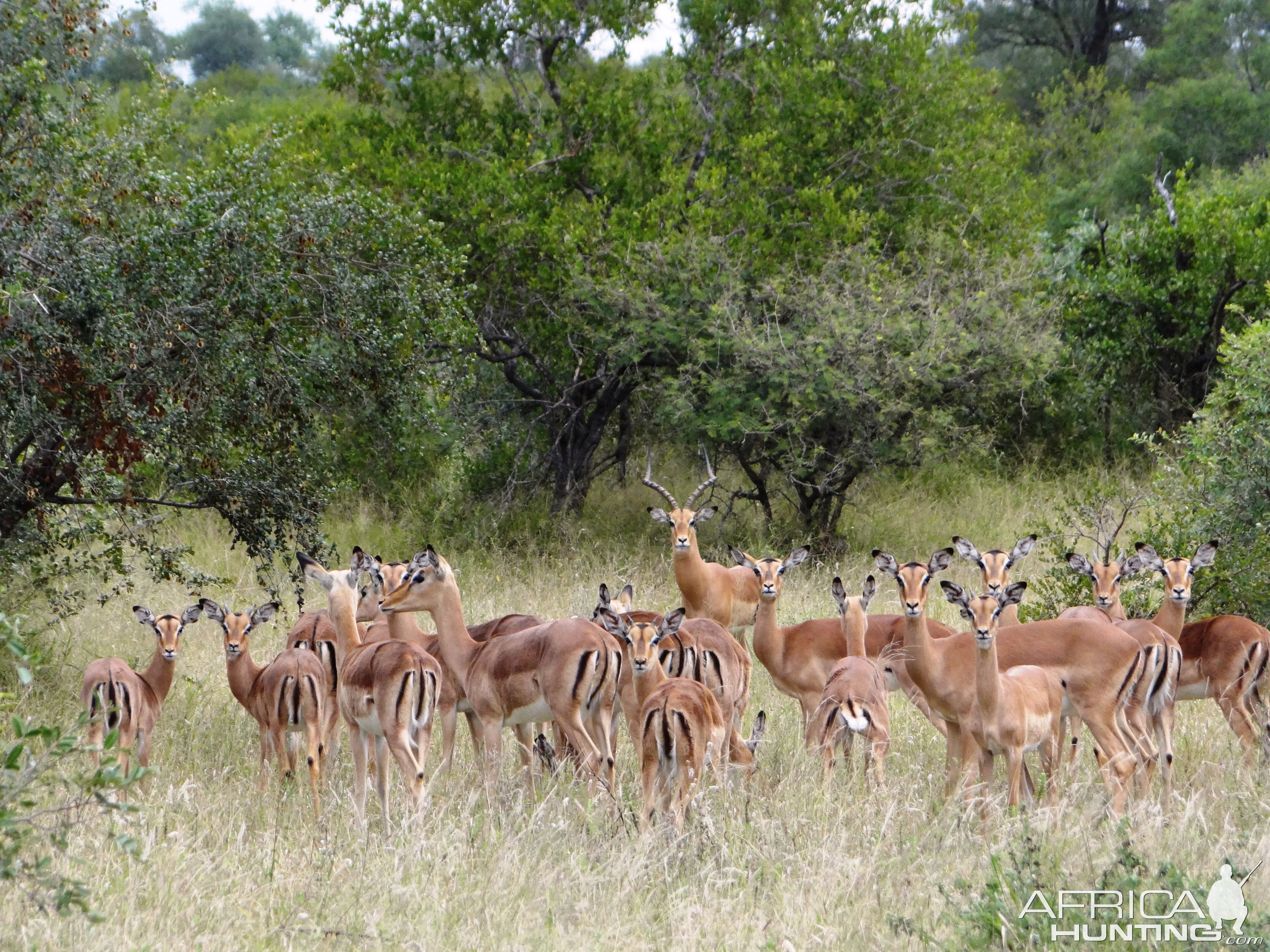 Impala