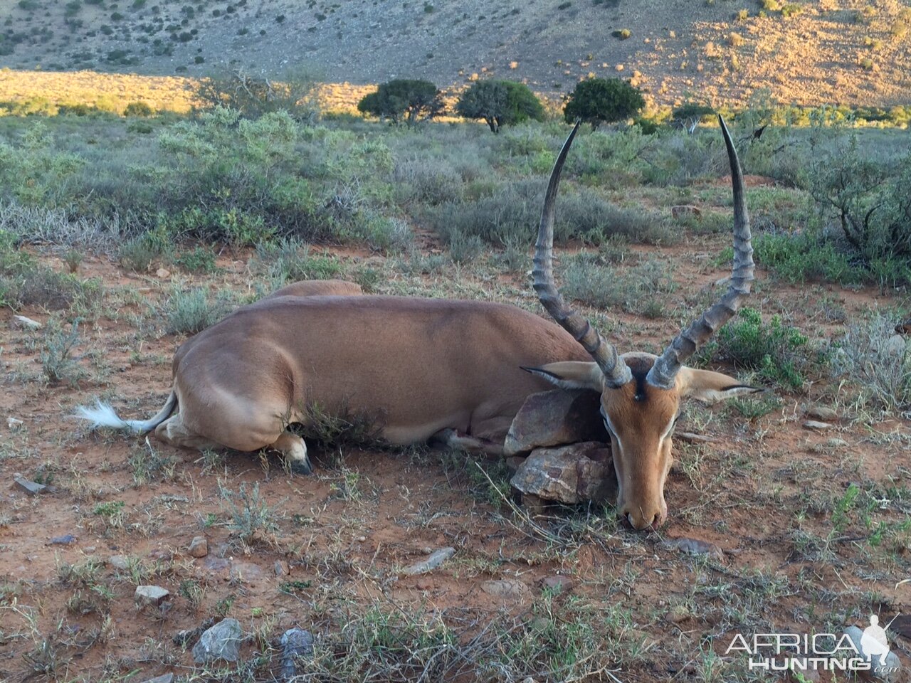 Impala