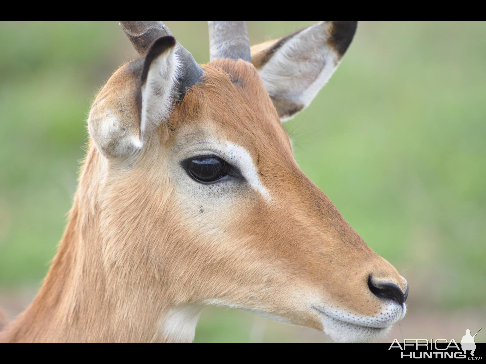 Impala