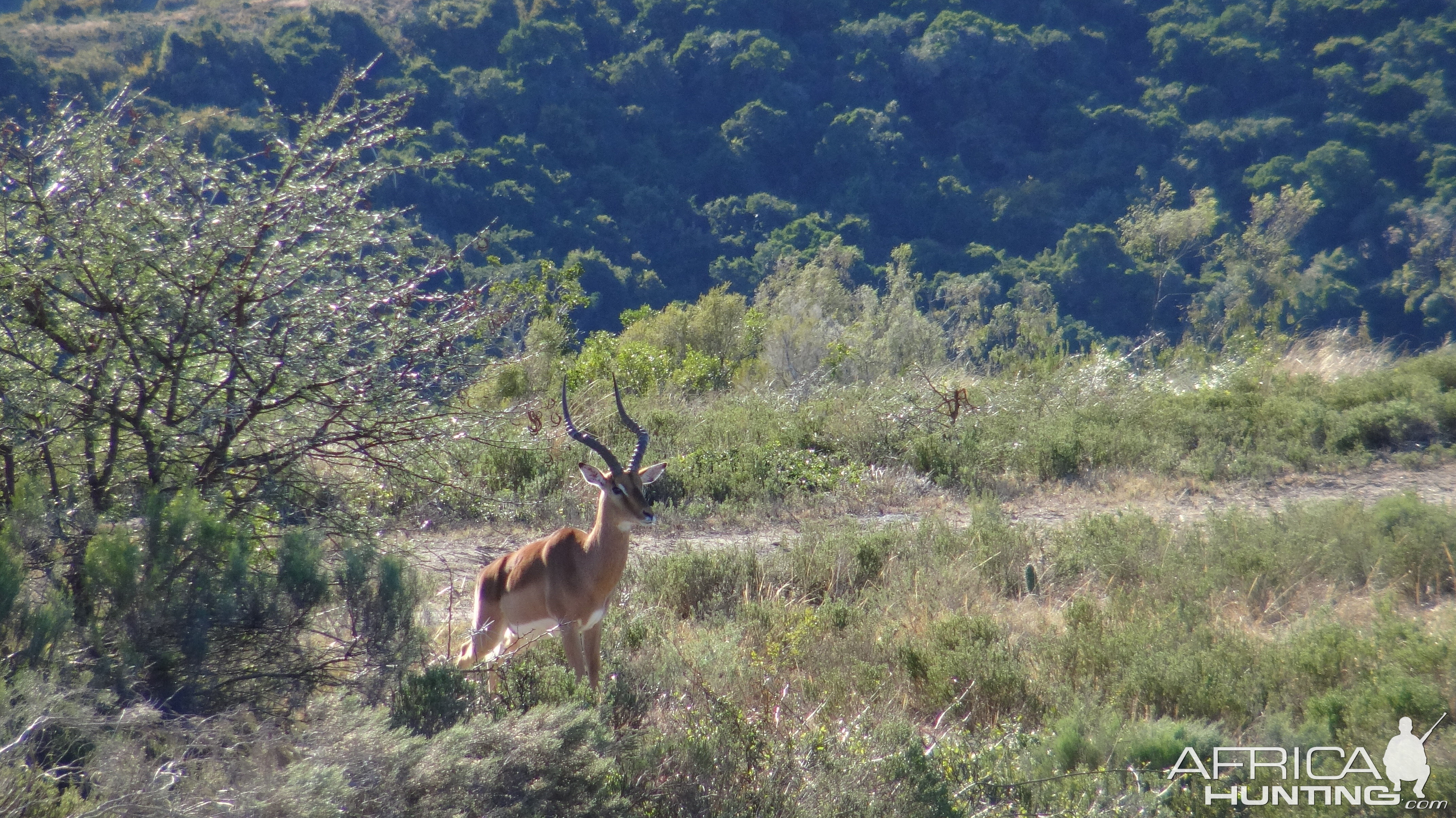 Impala