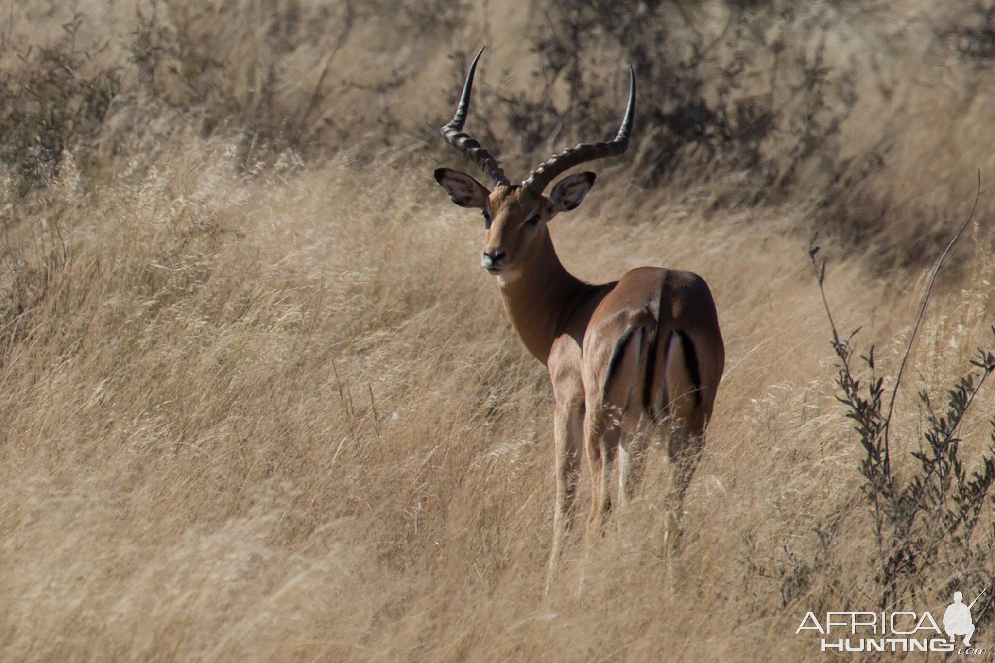 Impala