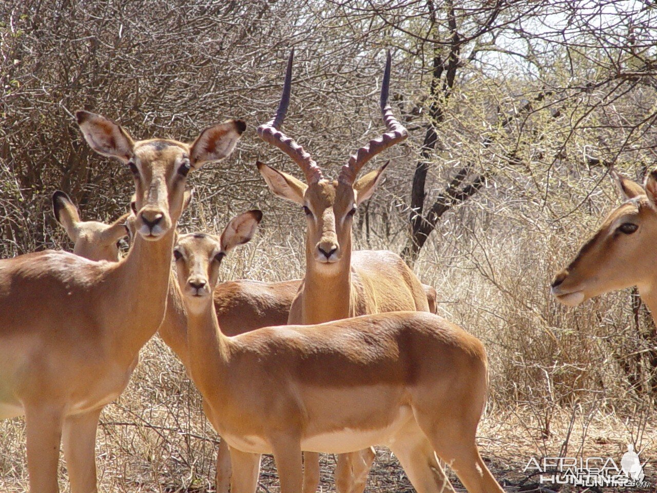 Impalas