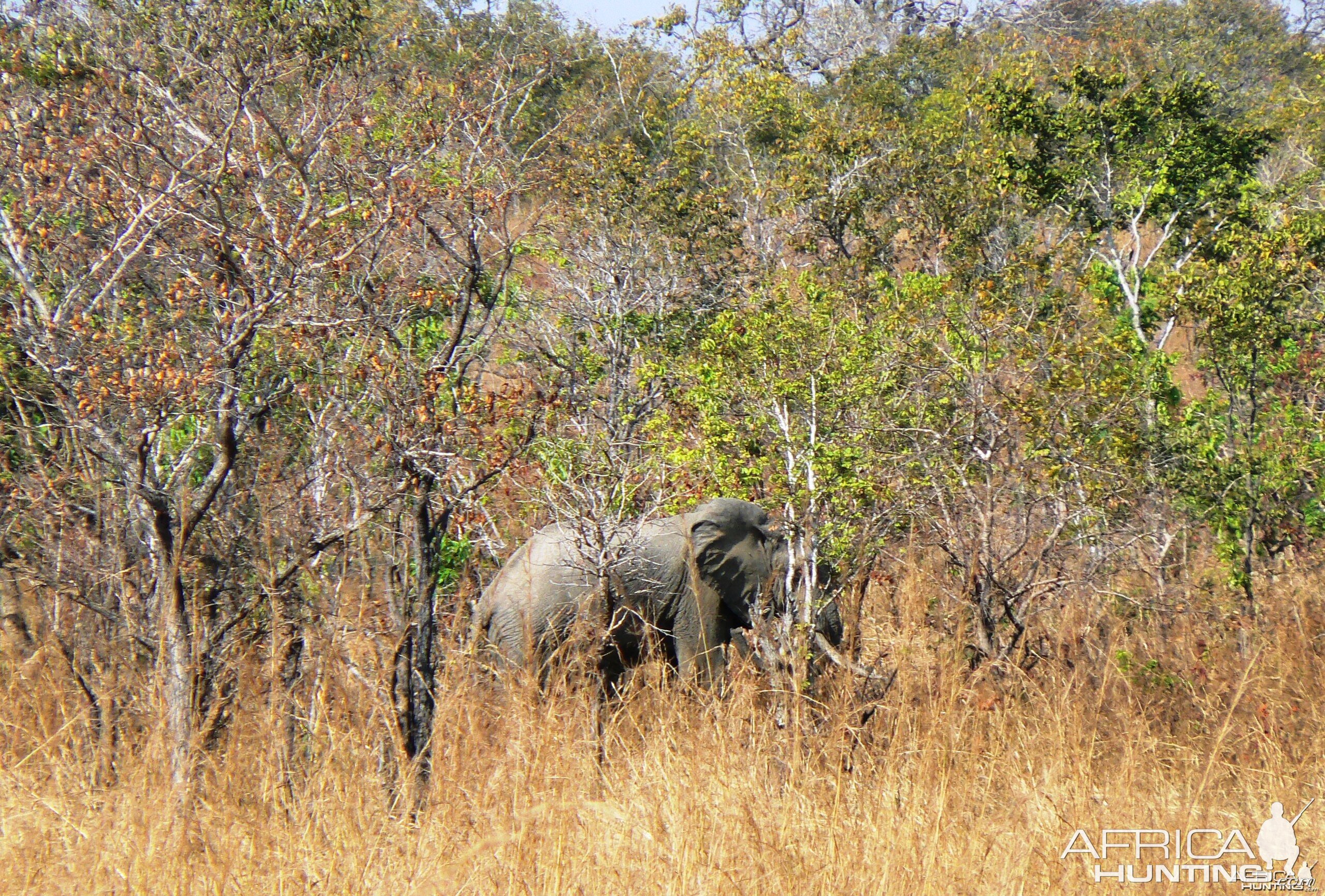 In the miombo... Elephant in Tanzania