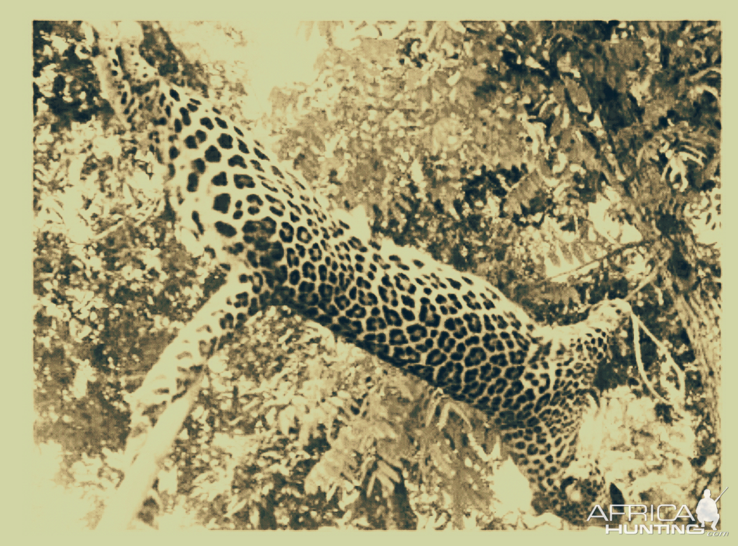 India Hunting Leopard