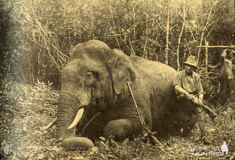 Indian Hunt Elephant | AfricaHunting.com