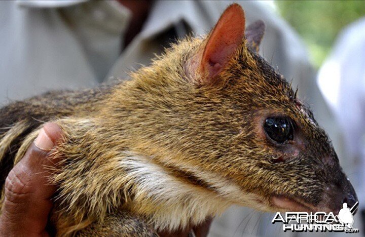 Indian Mouse Deer (also known as Indian Chevrotain)