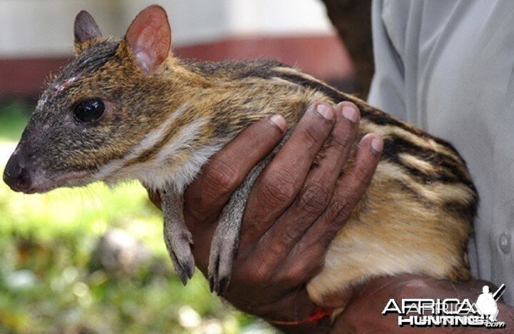 Indian Mouse Deer (also known as Indian Chevrotain)