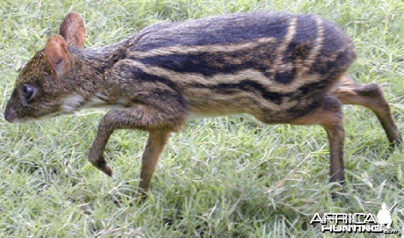 Indian Mouse Deer (also known as Indian Chevrotain)