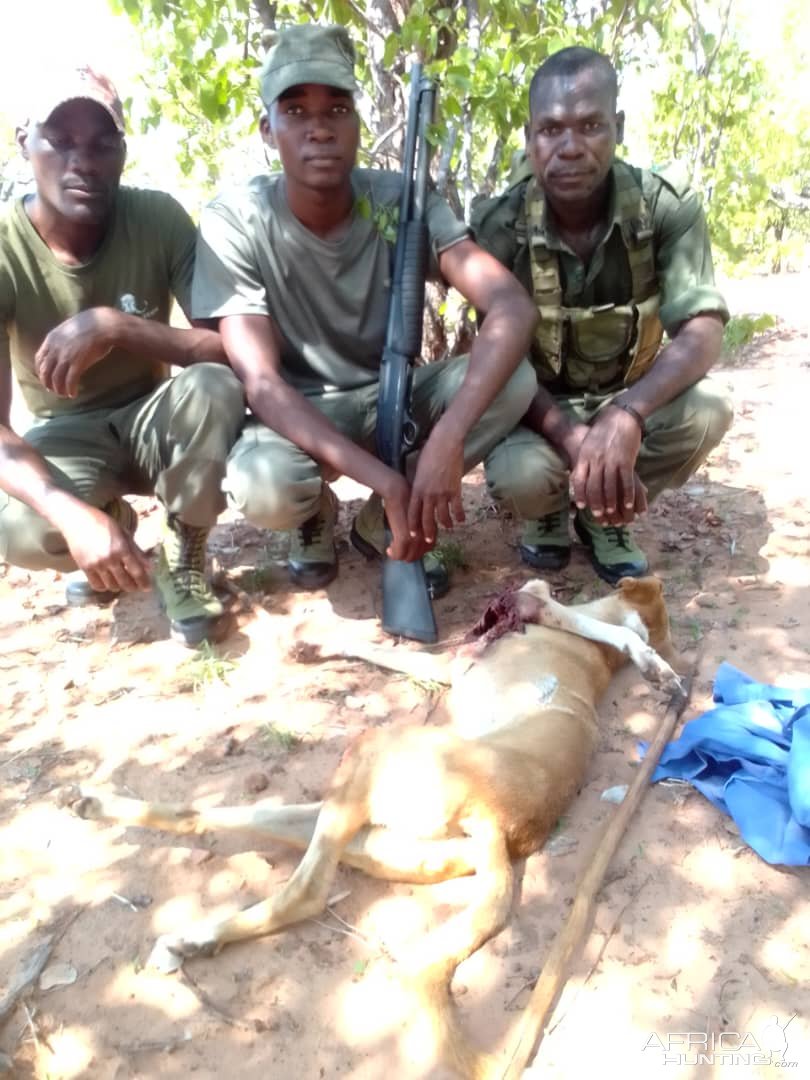 Injured Animal Zimbabwe