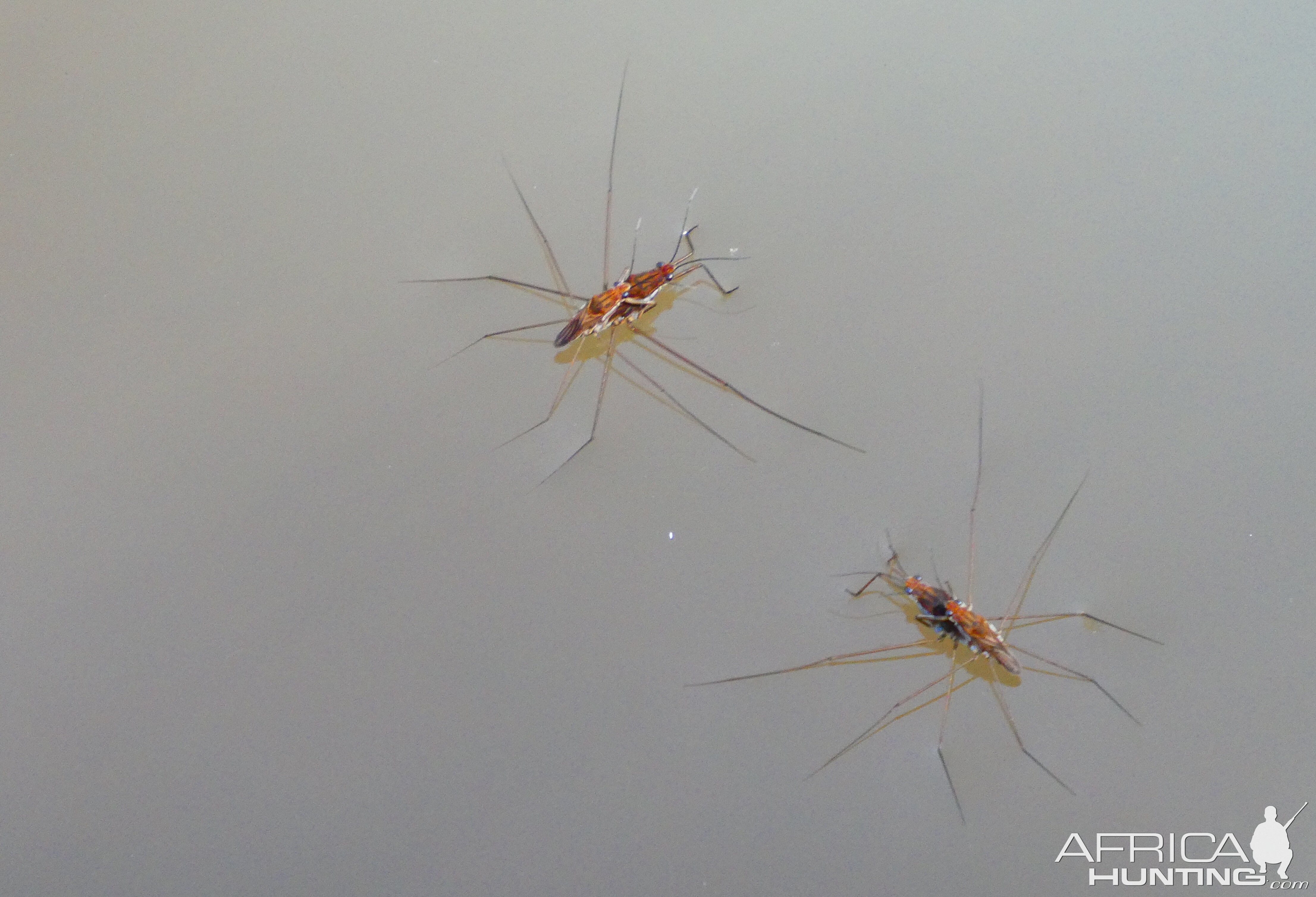 Insects Australia