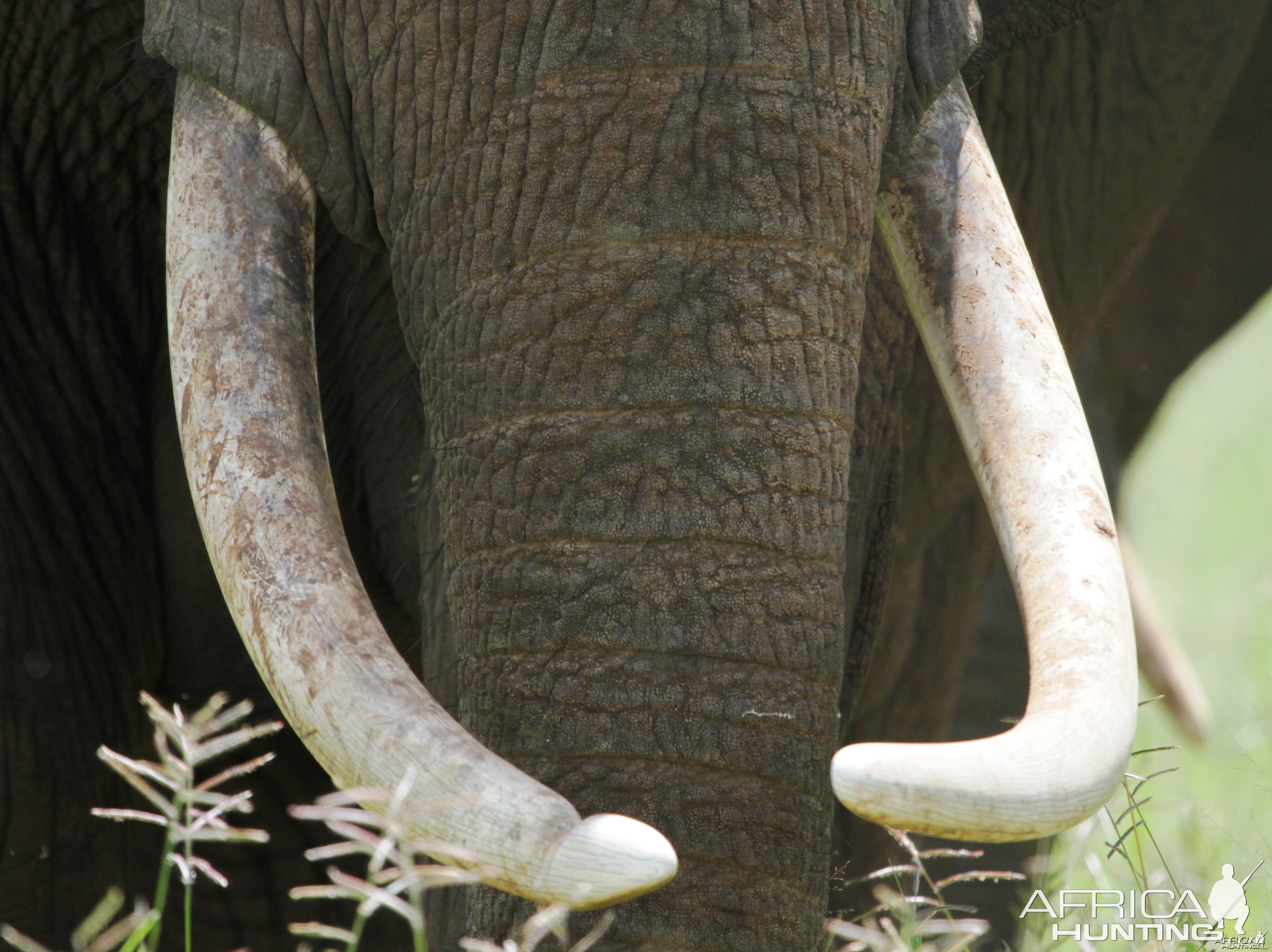 Ivory... Elephant in Tanzania
