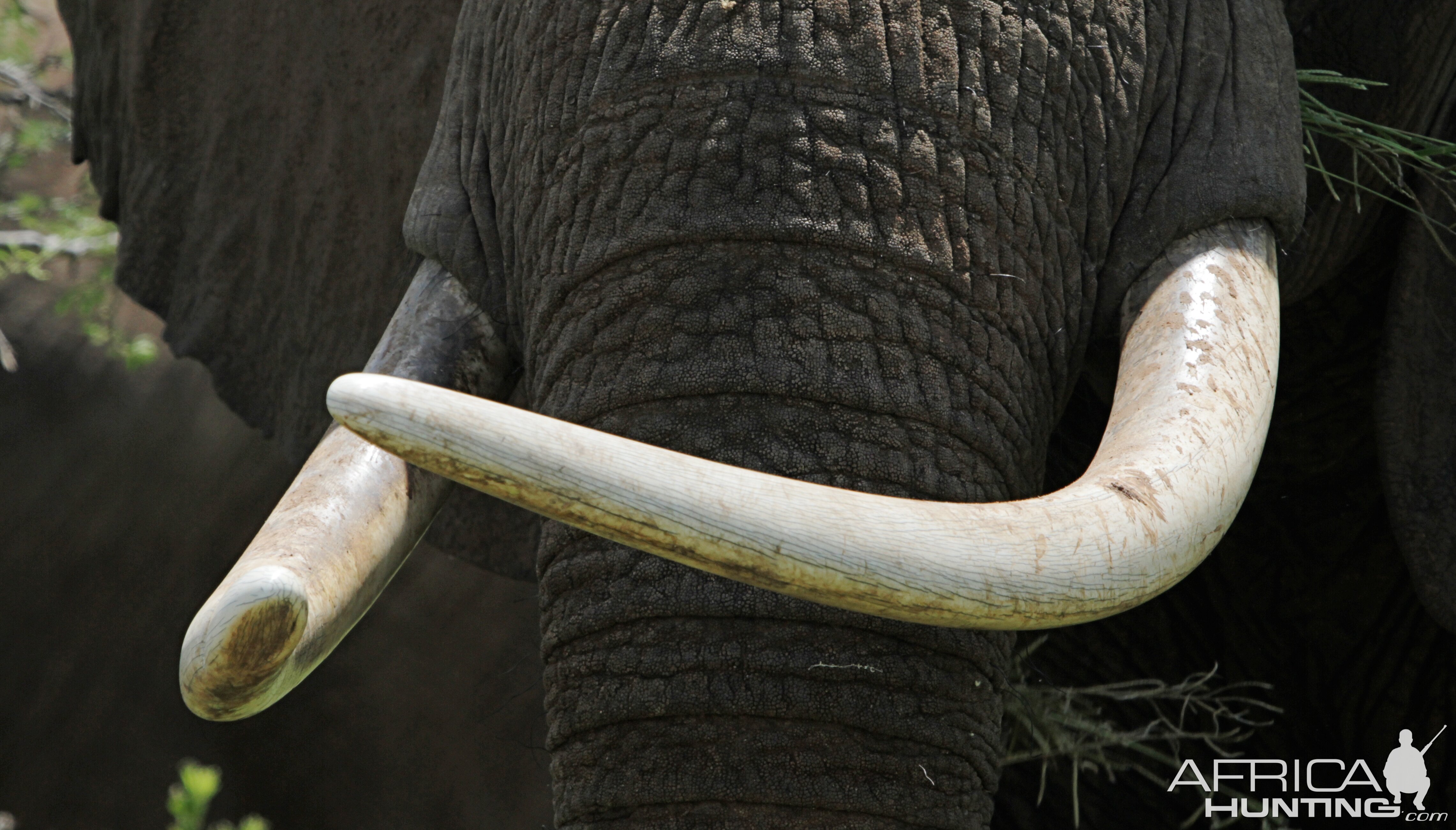 Ivory... Elephant in Tanzania