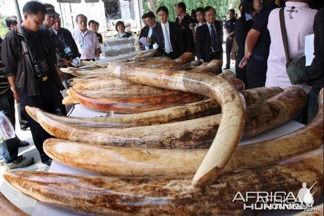 Ivory Trade