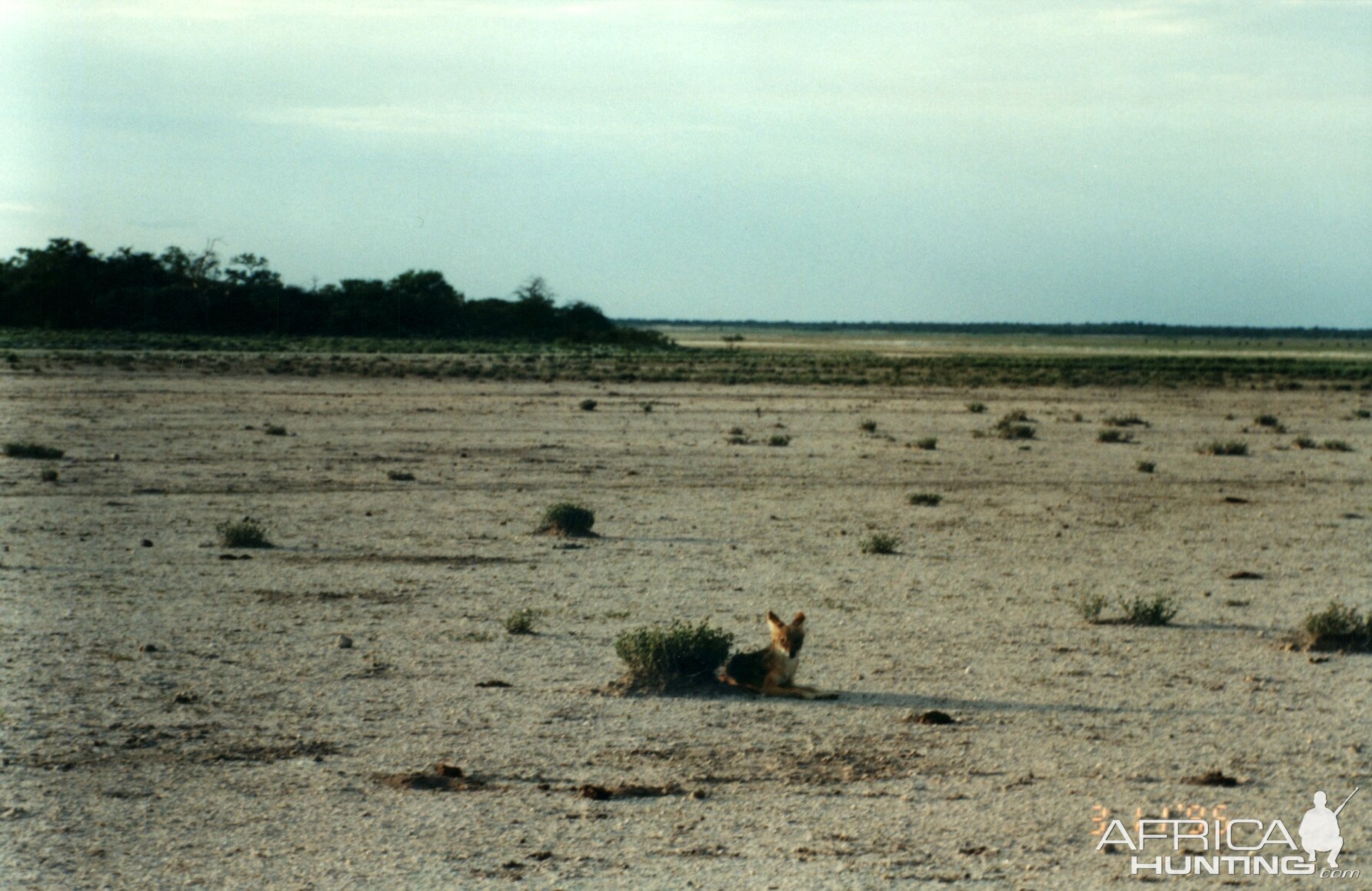 Jackal at Etosha National Park in Namibia