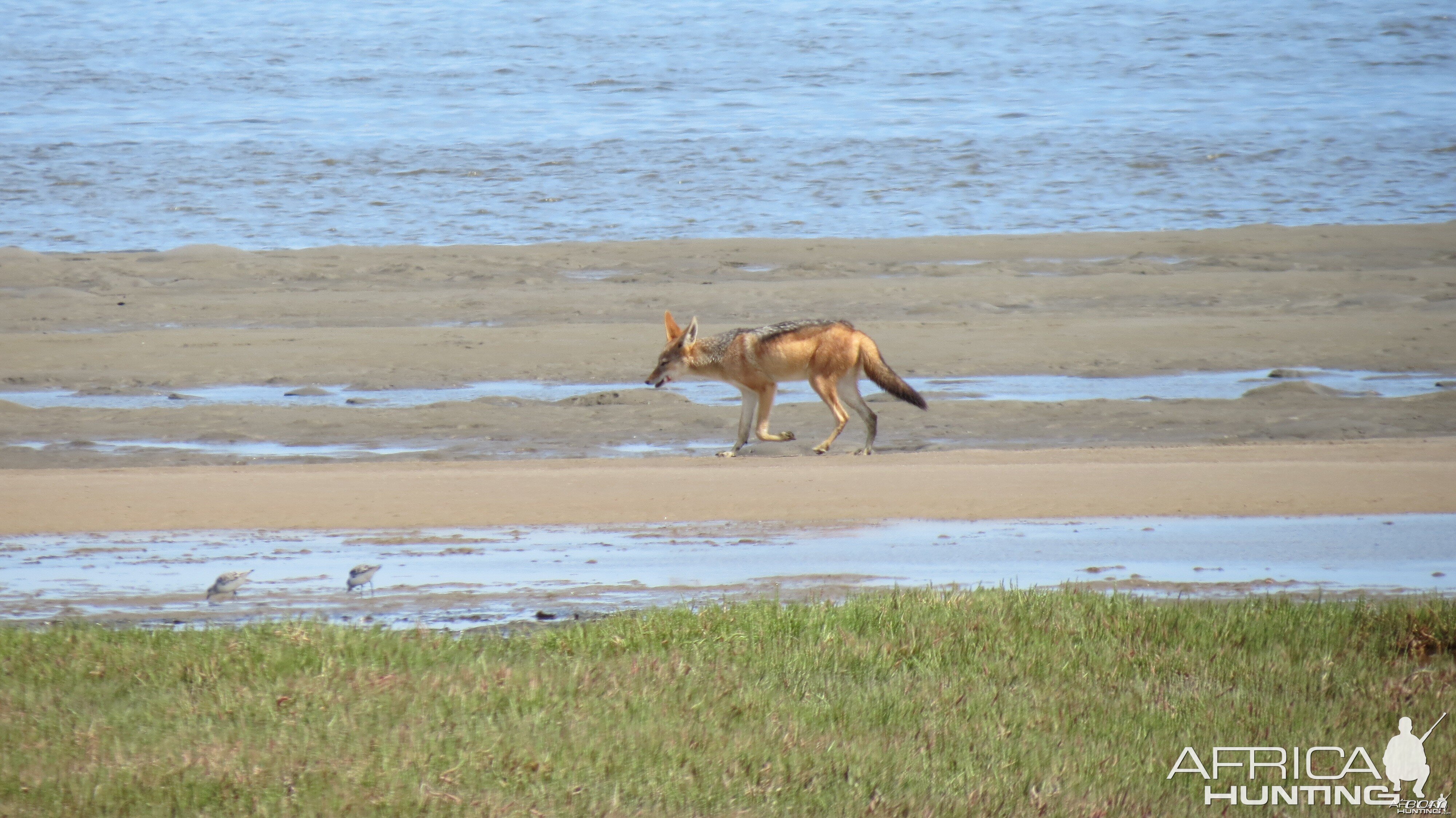 Jackal Dorob National Park Namibia