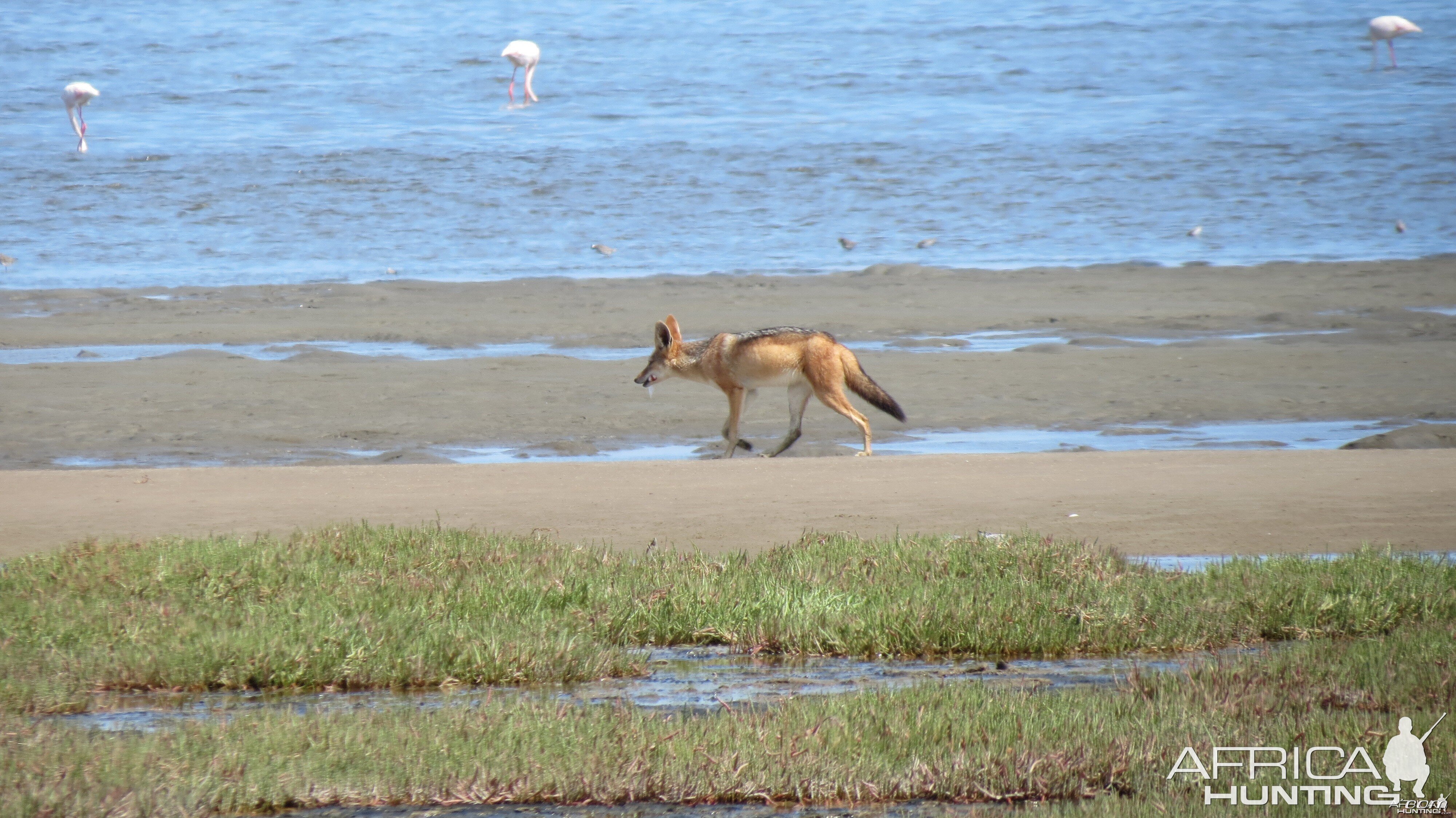 Jackal Dorob National Park Namibia