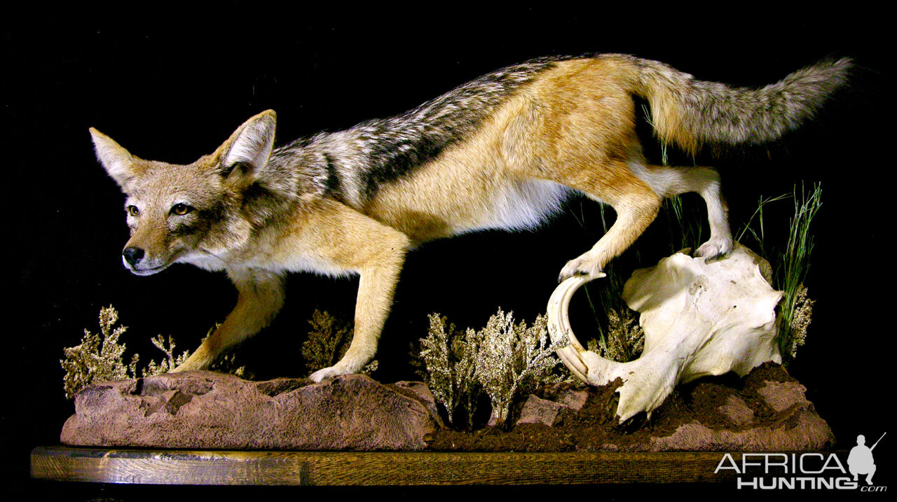 Jackal Full Mount Mount Taxidermy