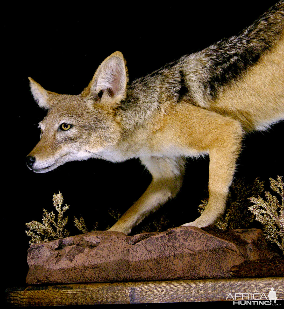 Jackal Full Mount Mount Taxidermy