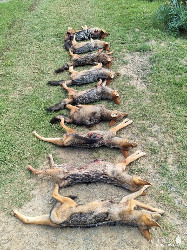 Jackal Hunt Eastern Cape South Africa