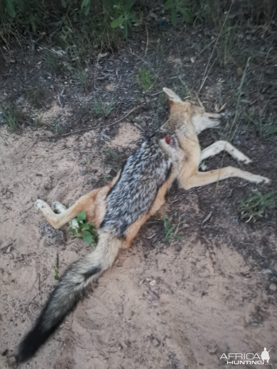 Jackal Hunt Limpopo South Africa