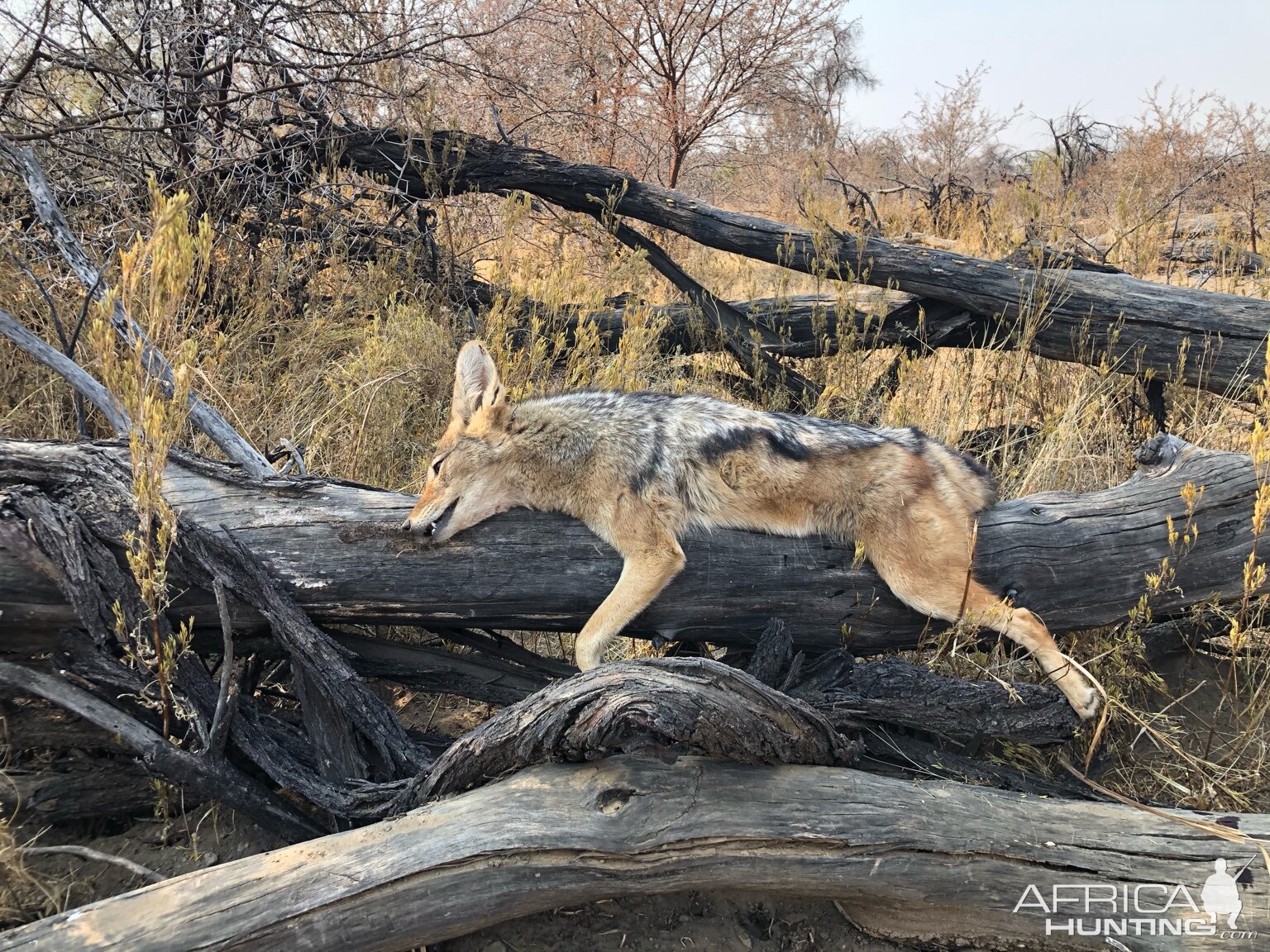 Jackal Hunt Namibia