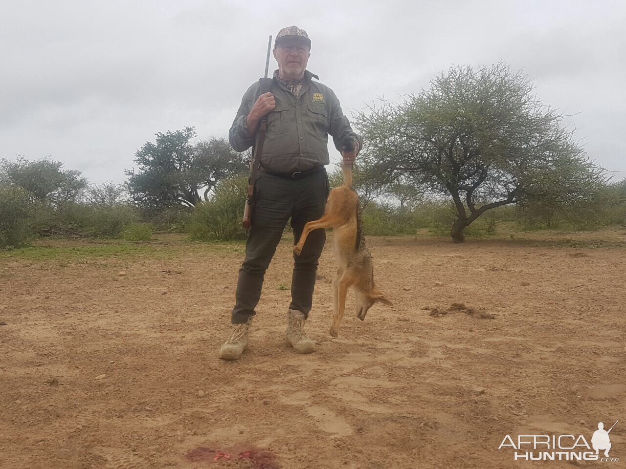 Jackal Hunt South Africa