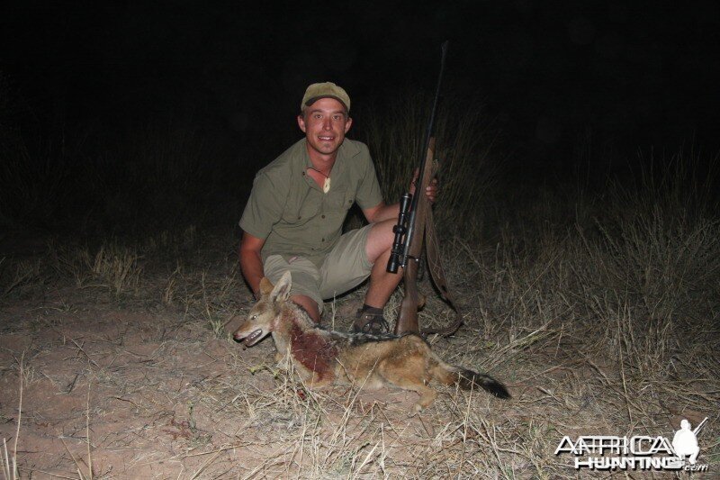 Jackal hunted in Namibia