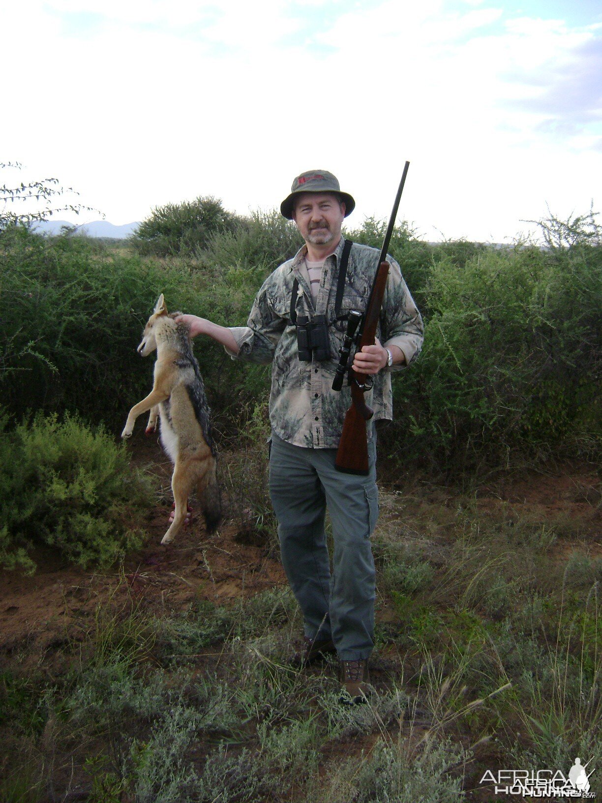 Jackal Namibia 2012