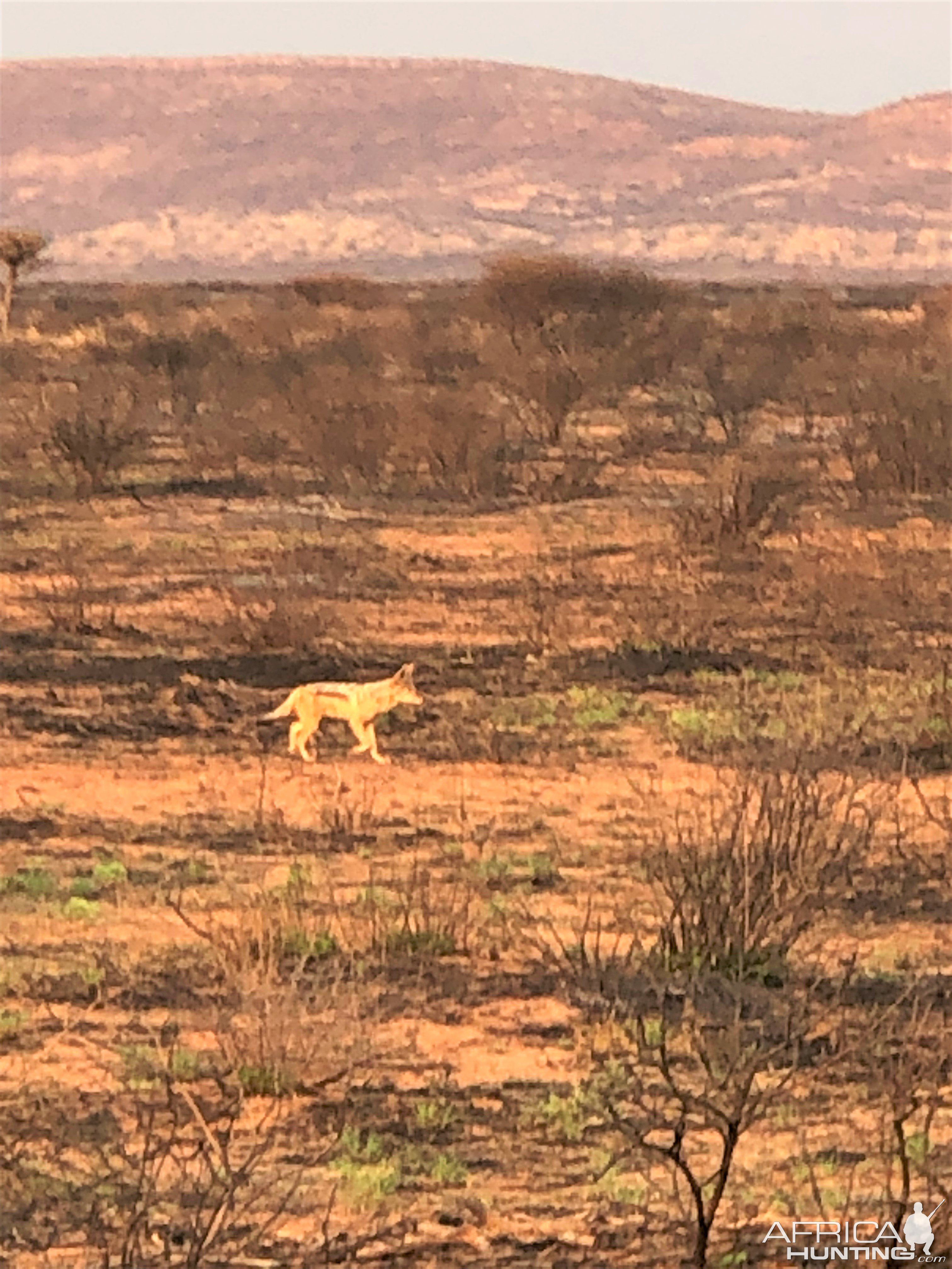 Jackal Namibia