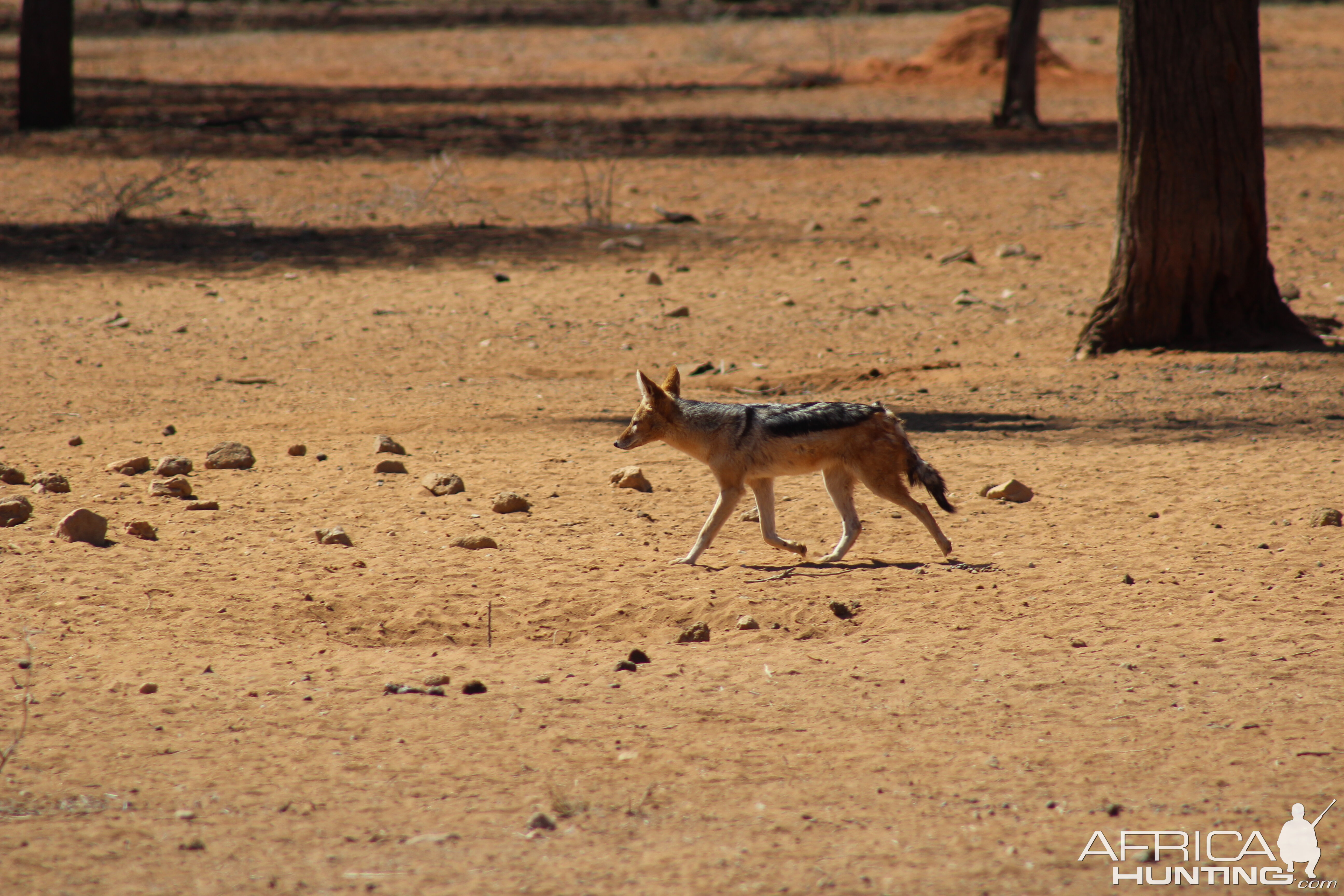 Jackal Namibia