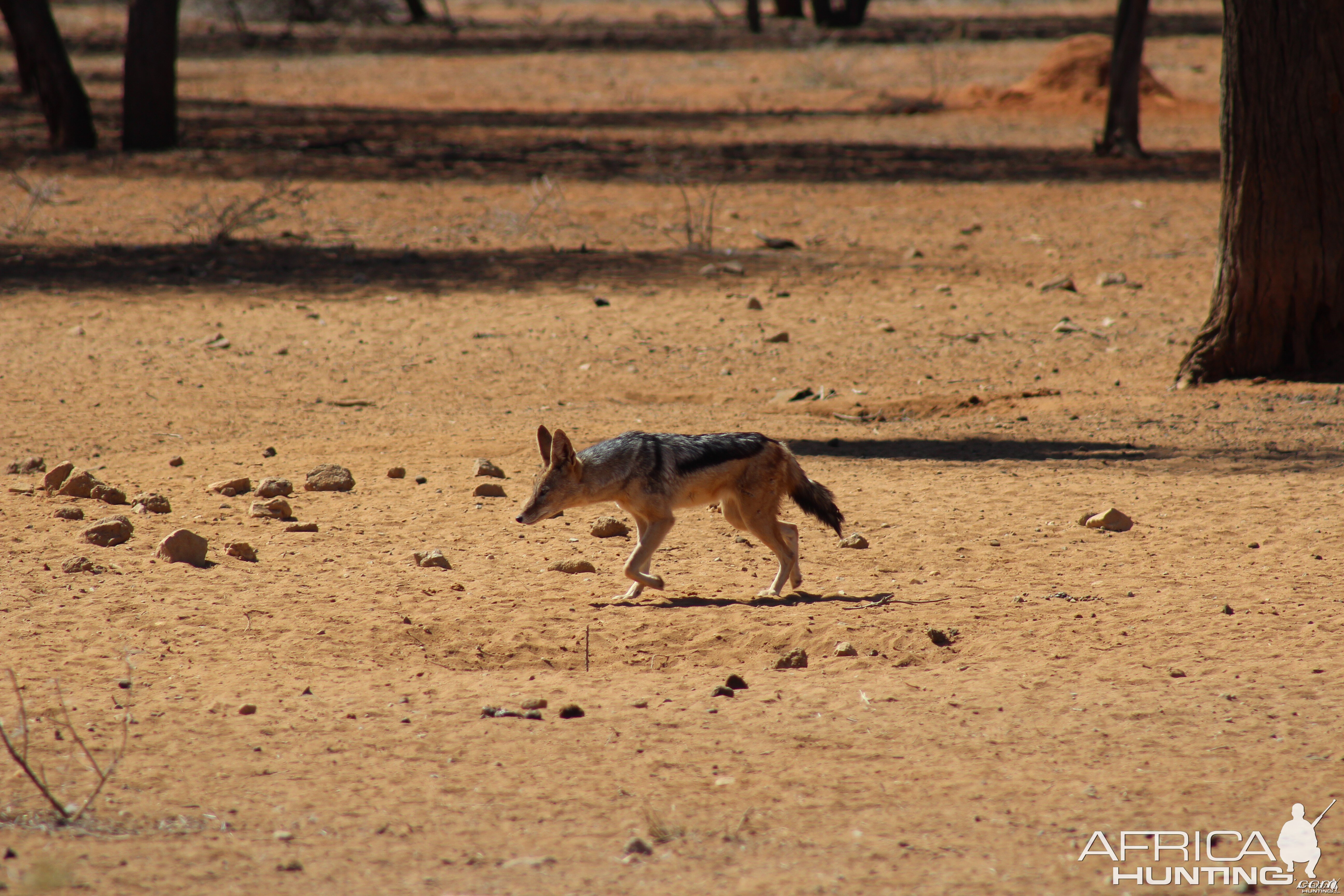 Jackal Namibia