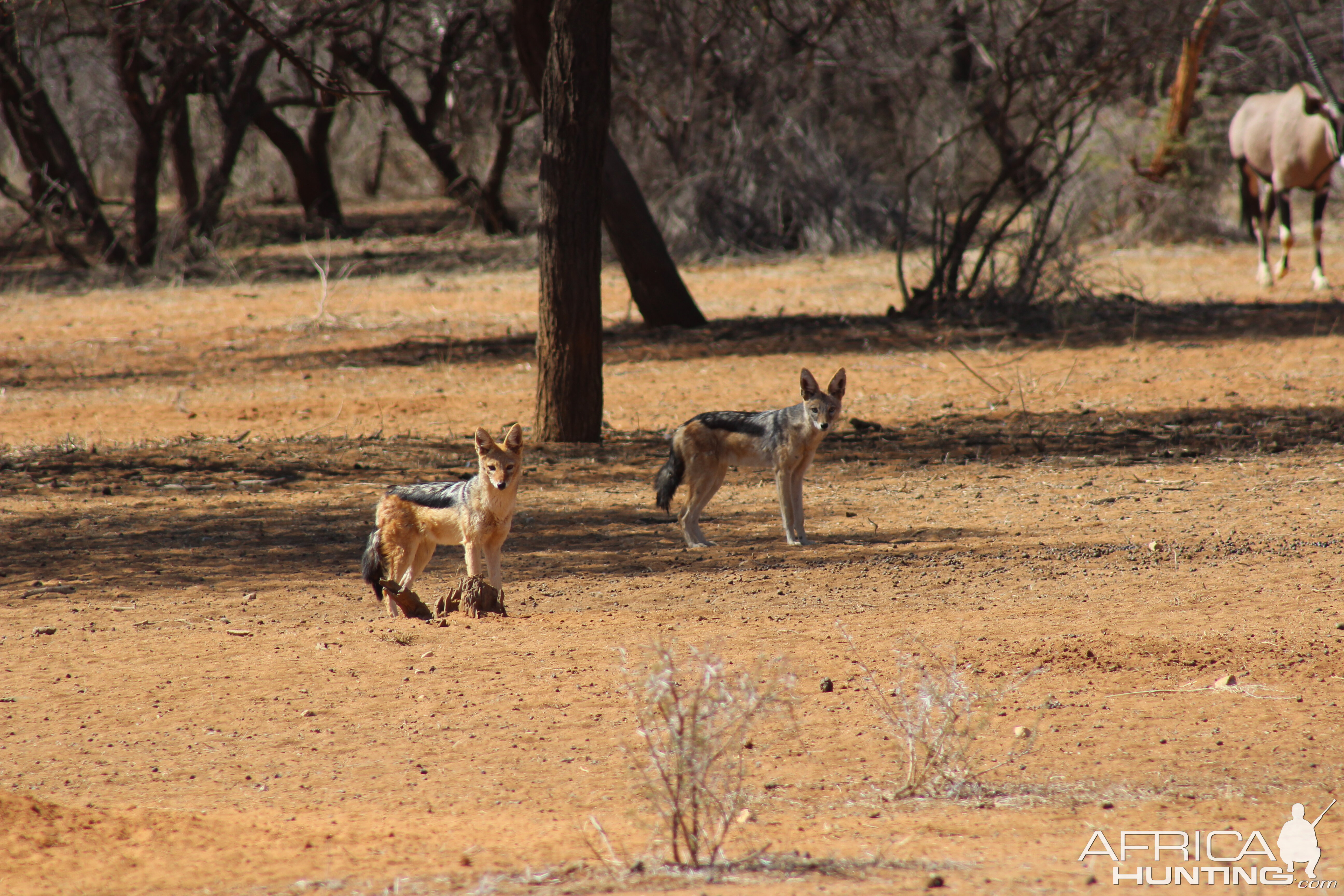 Jackal Namibia