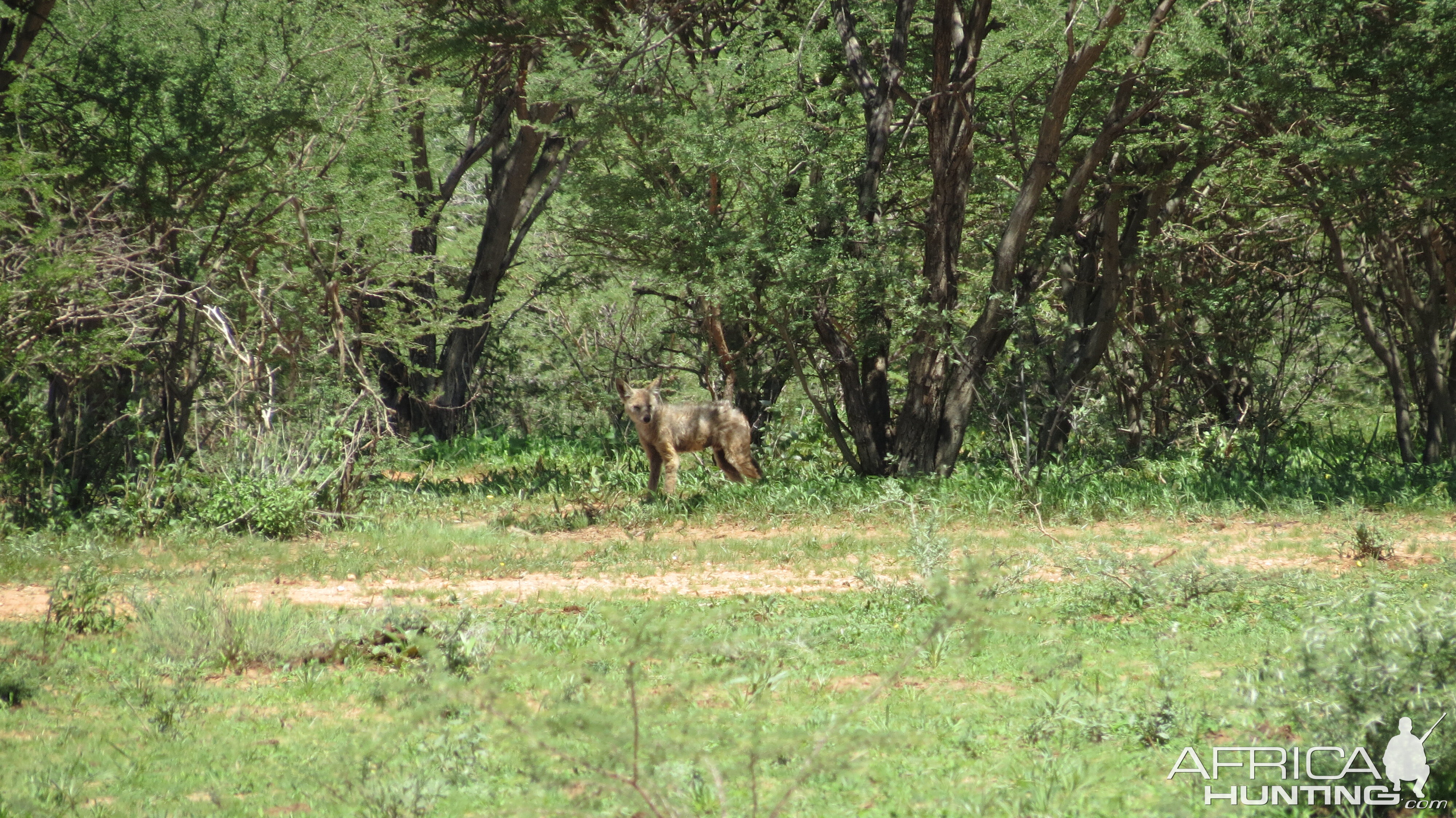 Jackal Namibia