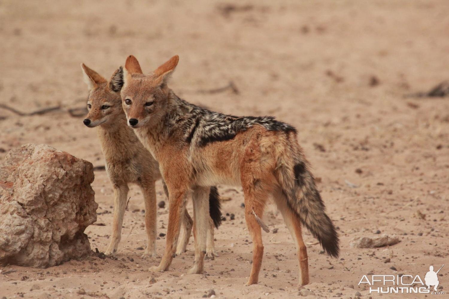 Jackal South Africa