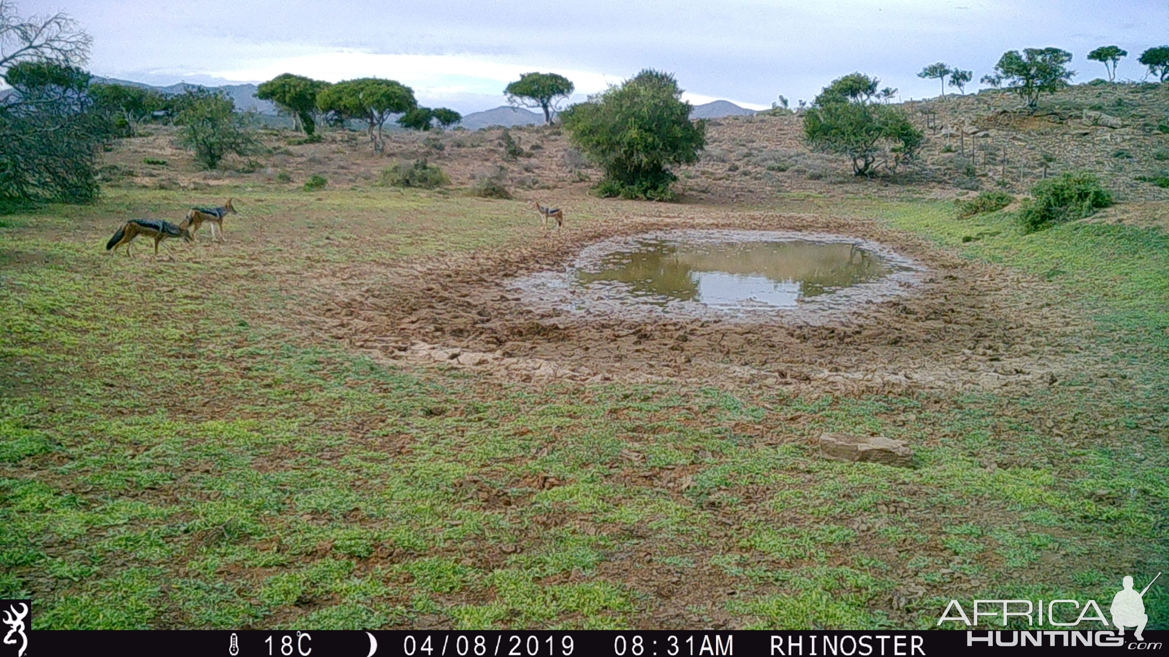 Jackal Trail Cam Pictures South Africa