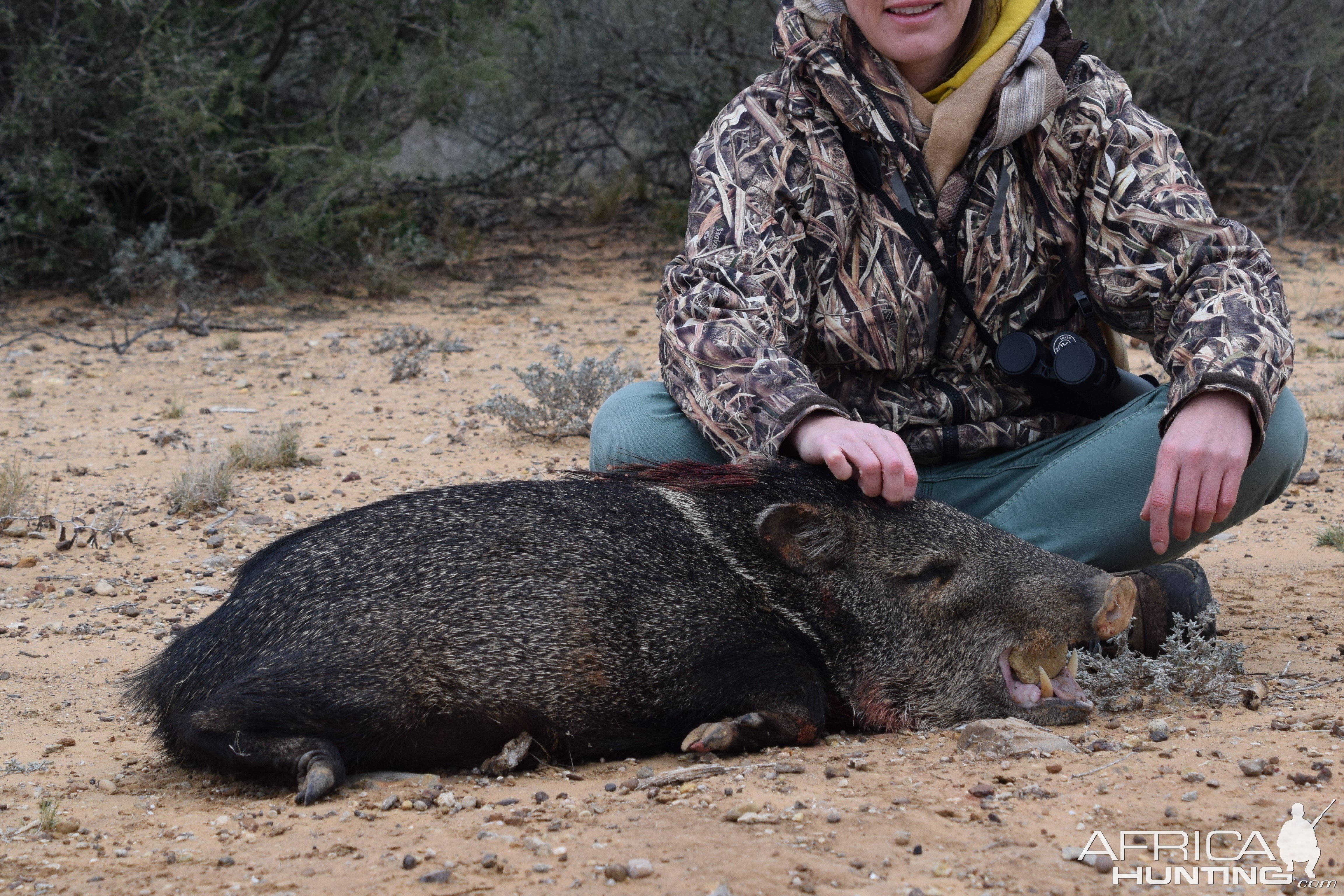 Javelina Hunt Texas