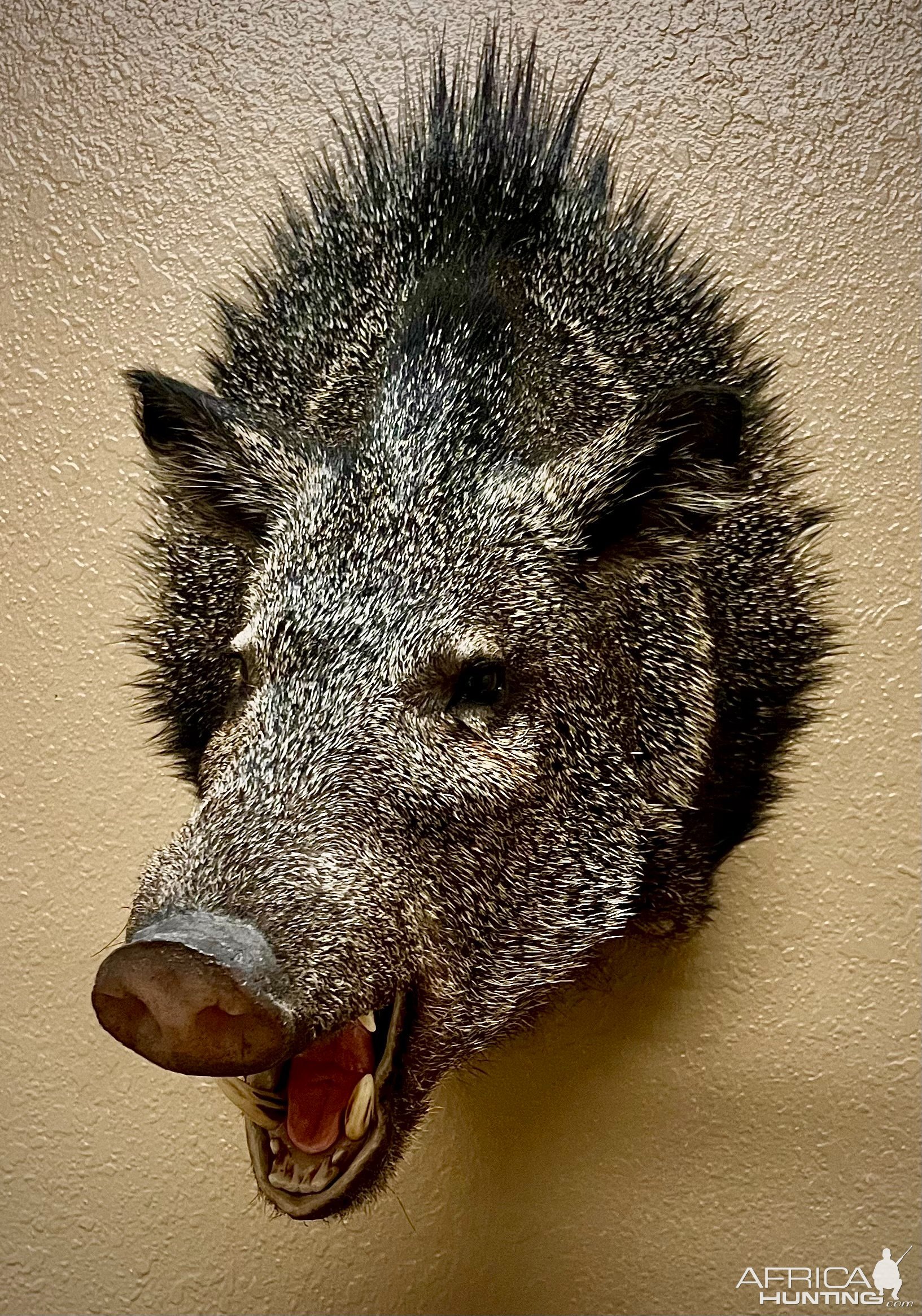 Javelina Shoulder Mount Taxidermy