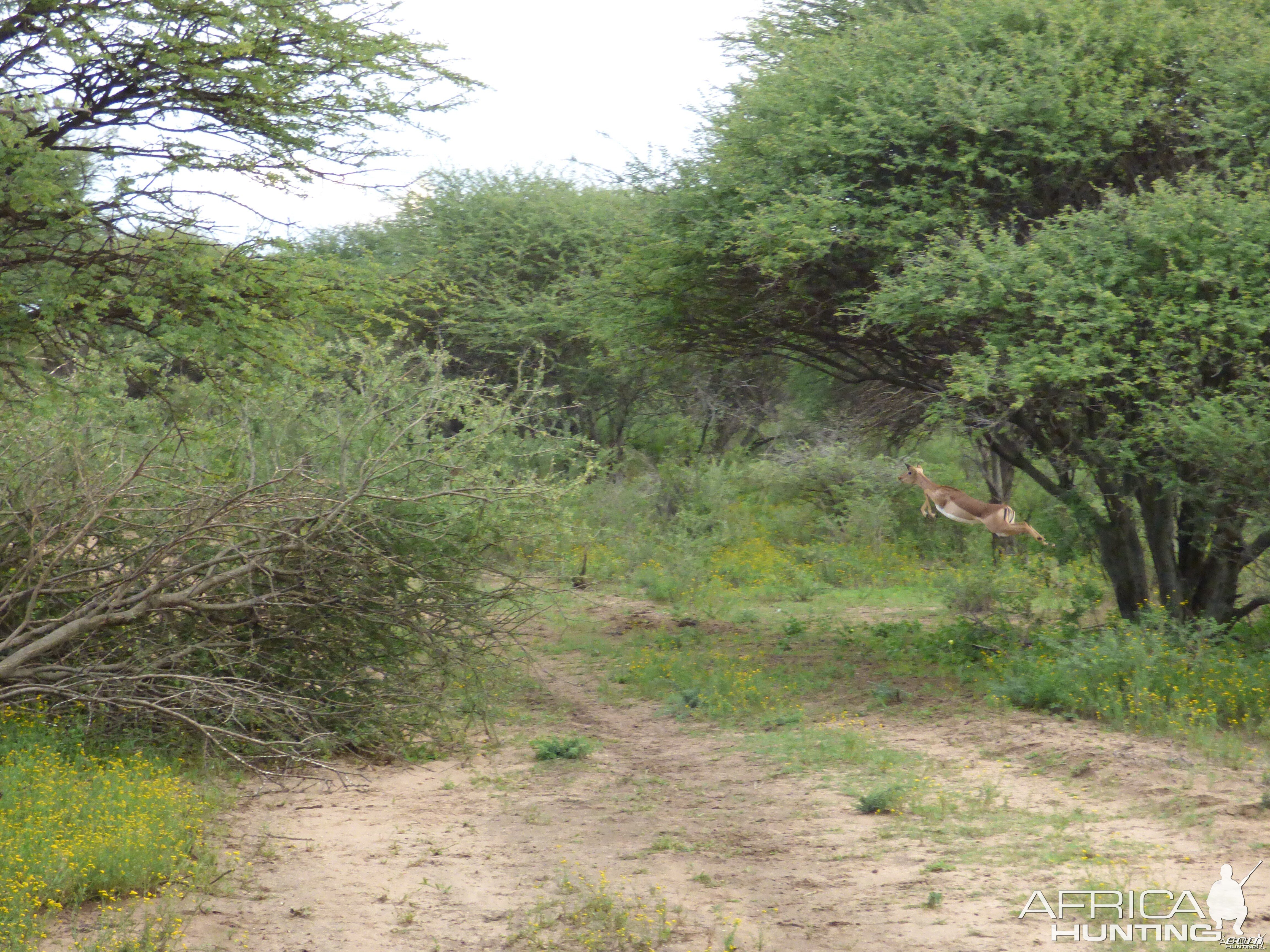 Jumping Impala